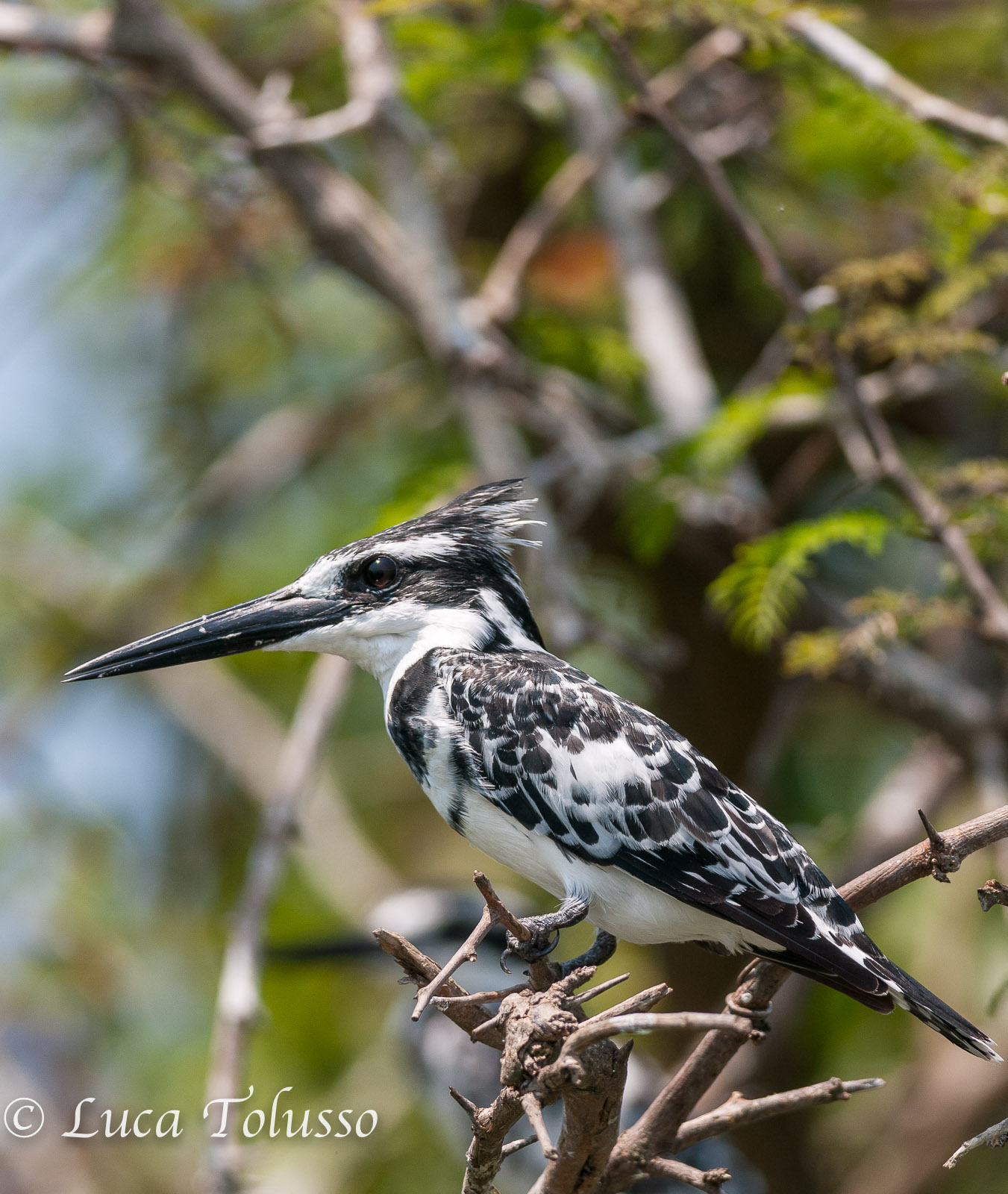 martin pescatore bianco e nero