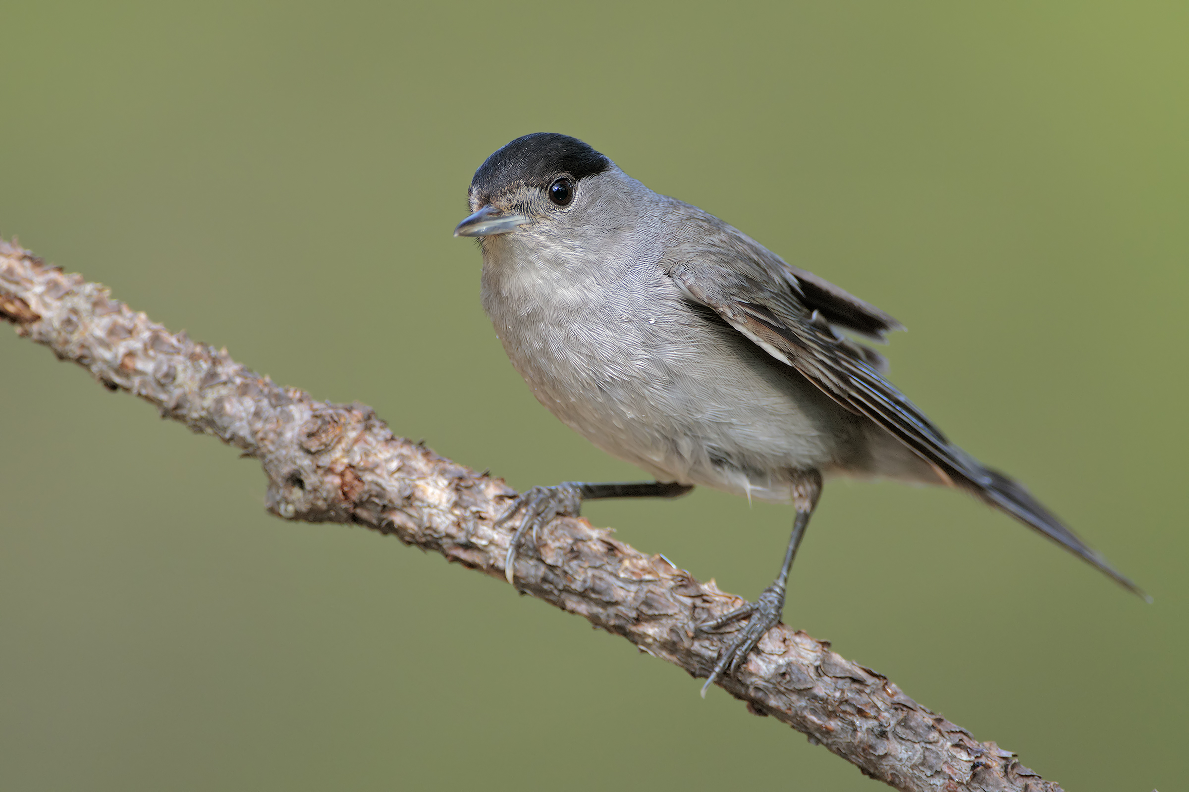 Blackcap
