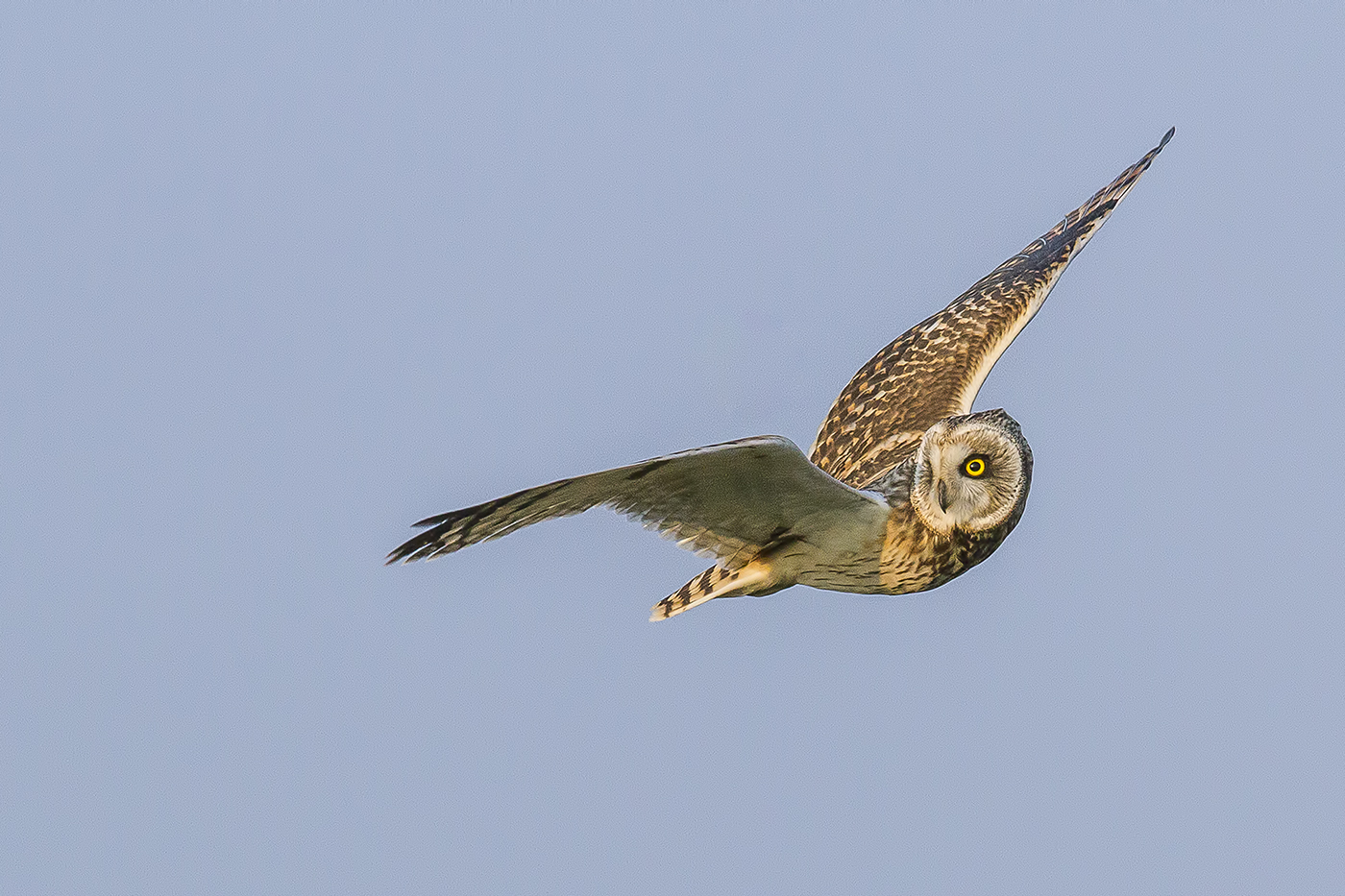 Marsh owl - Delta del Pò