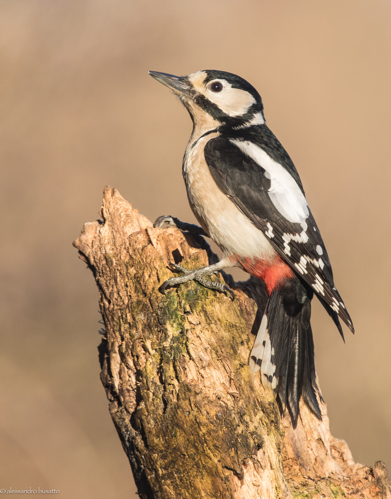 Picchio rosso maggiore