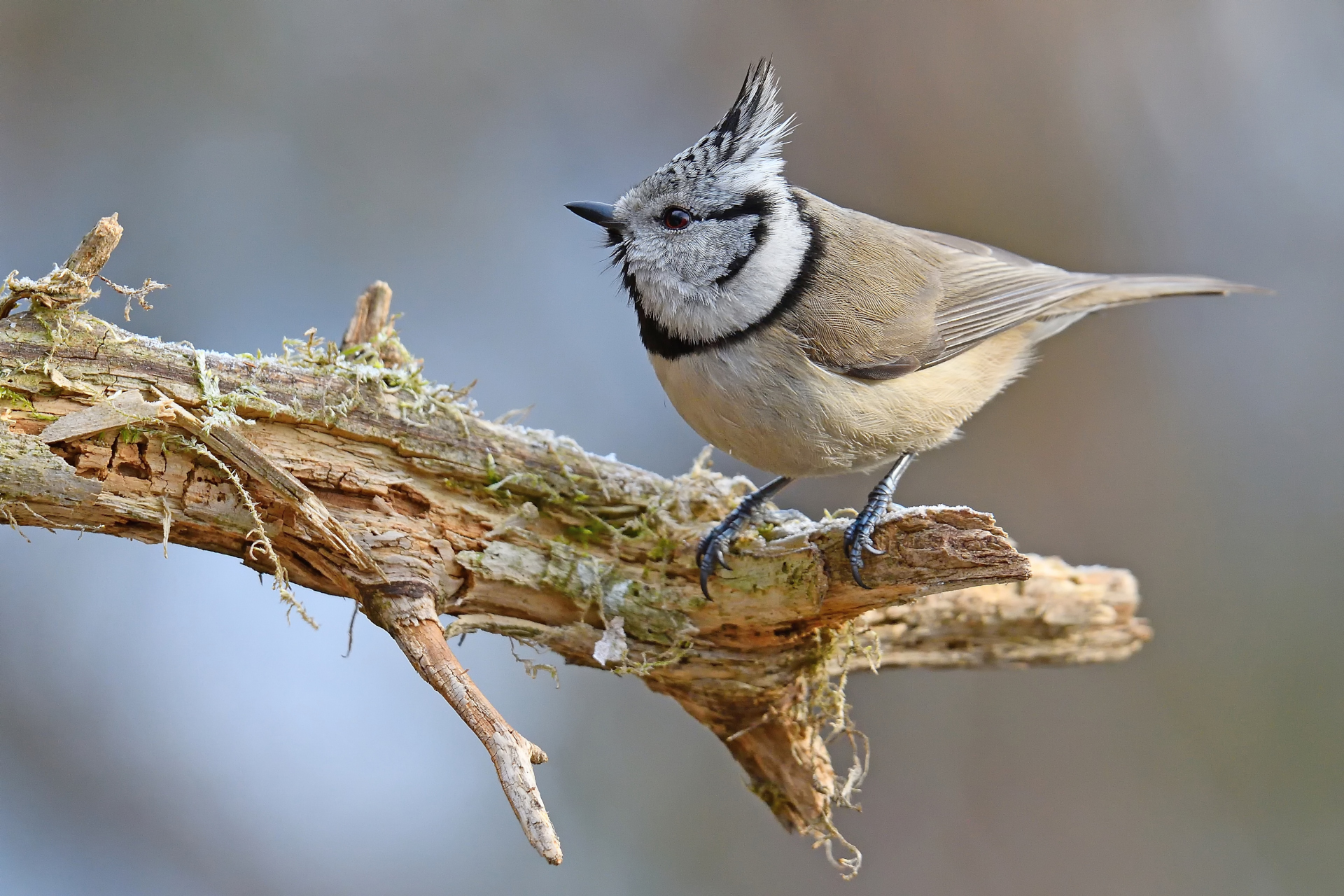 Crested tit