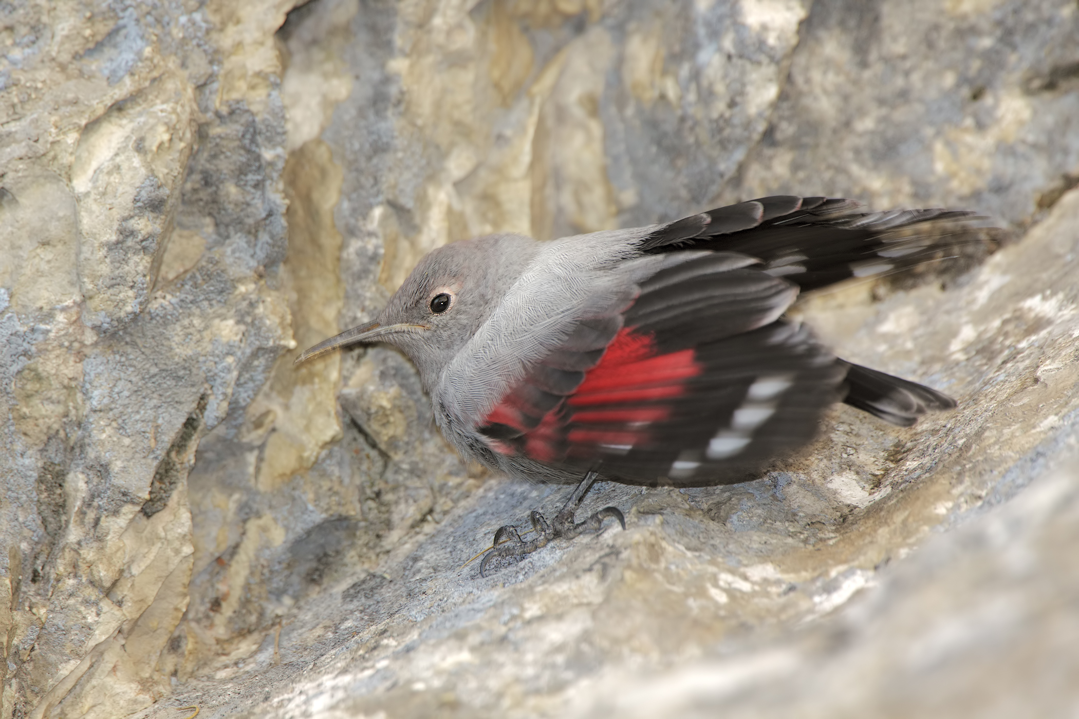 Wallcreeper Juv.