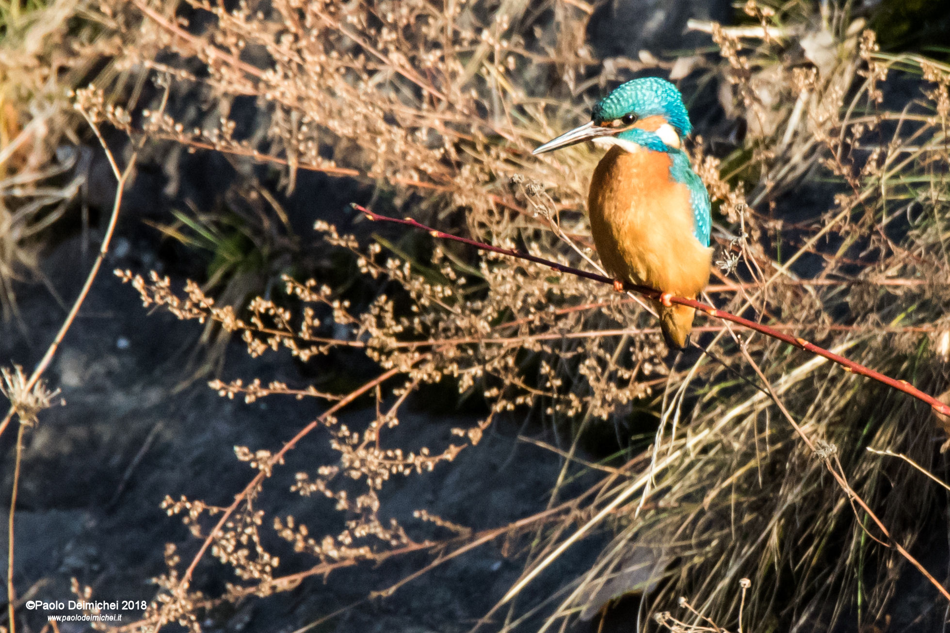 Martin pescatore sul torrente a Trento