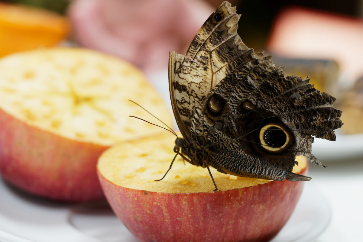 Butterfly & Food 3