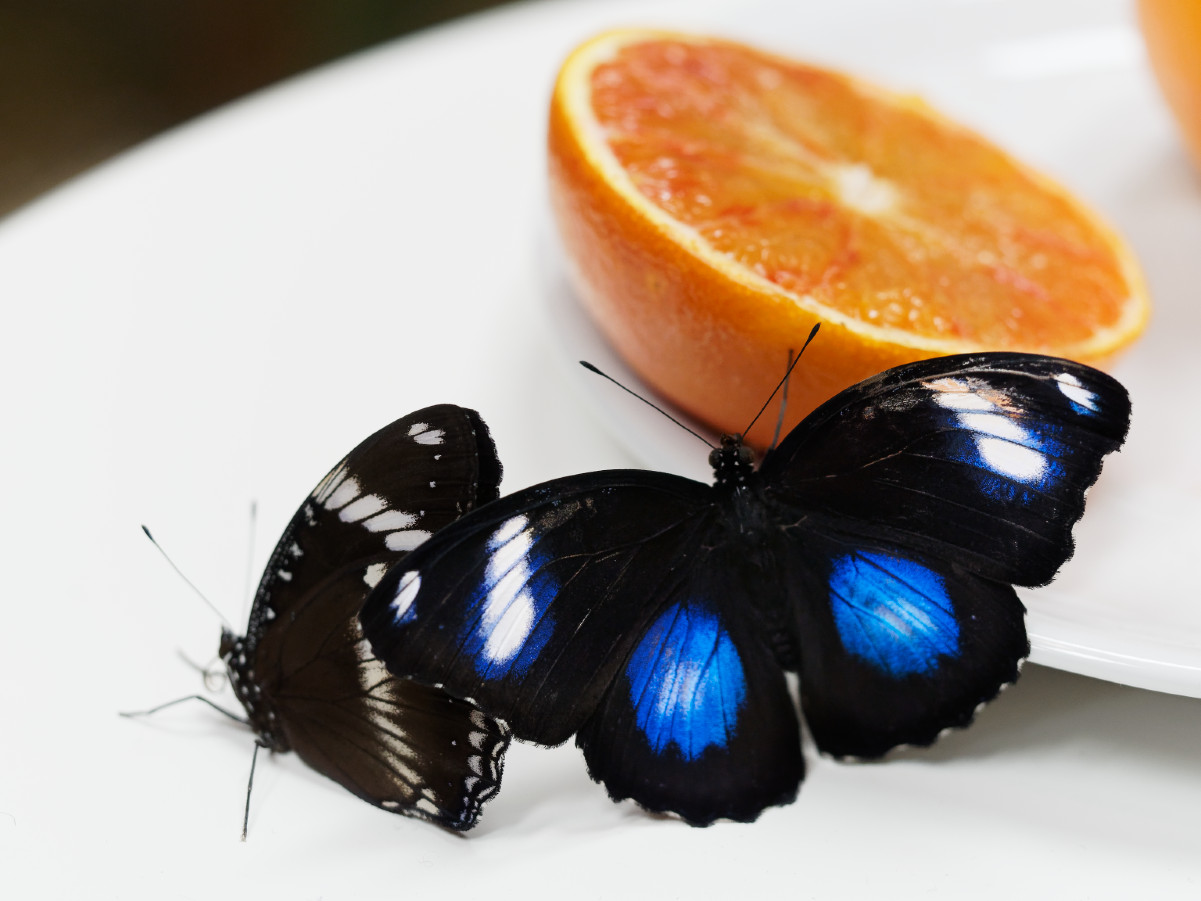 Butterfly & Food 4