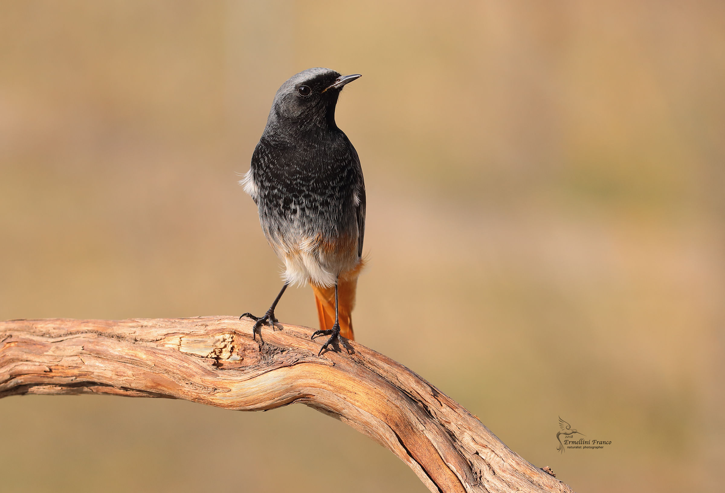Redstart chimney sweep