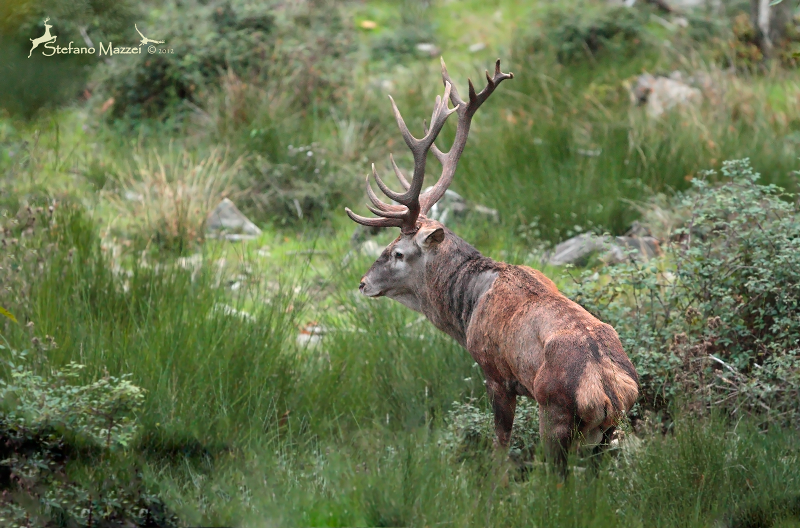L'imperatore a 3200iso ( 7D ) ...