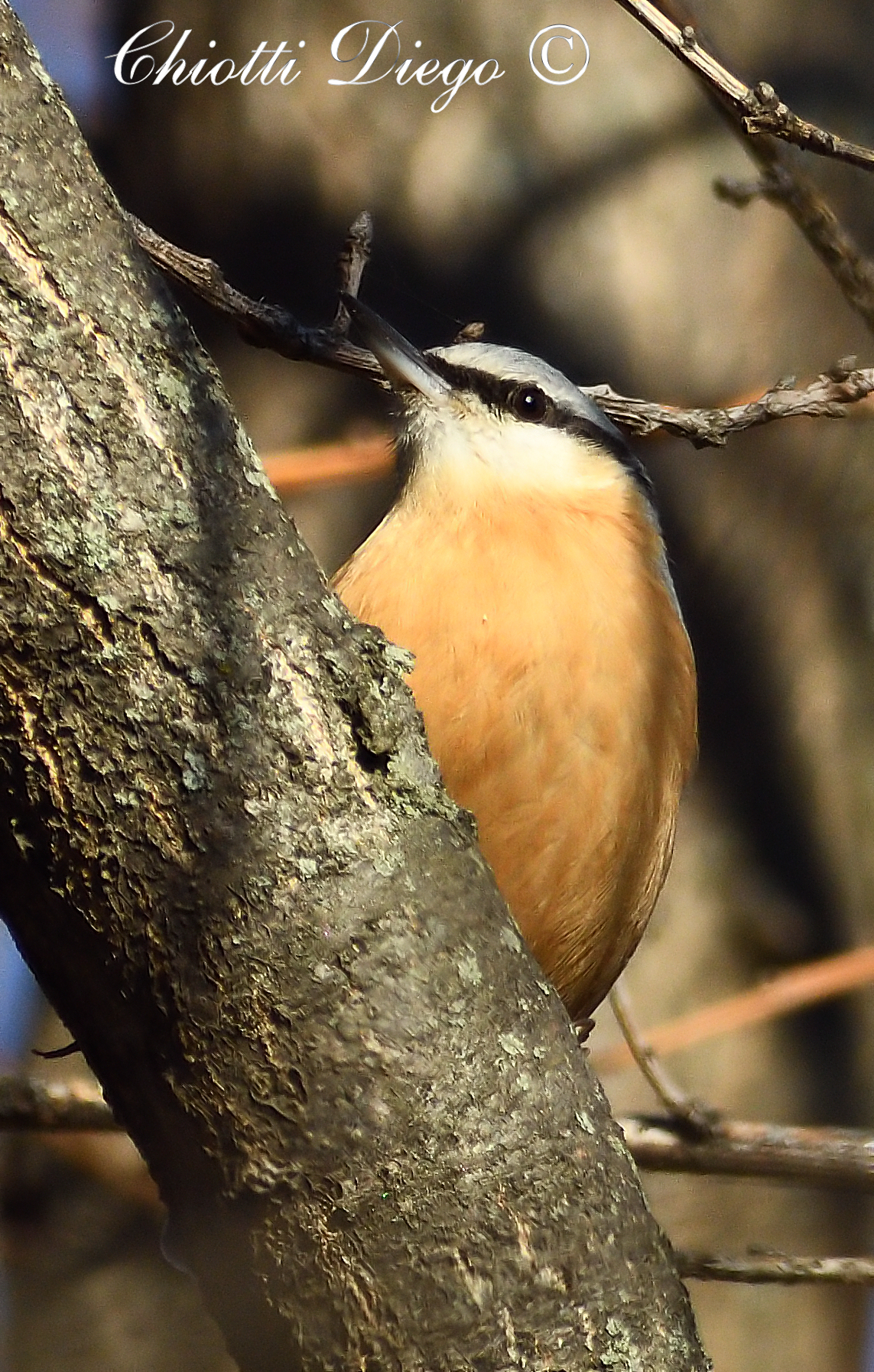 Nuthatch