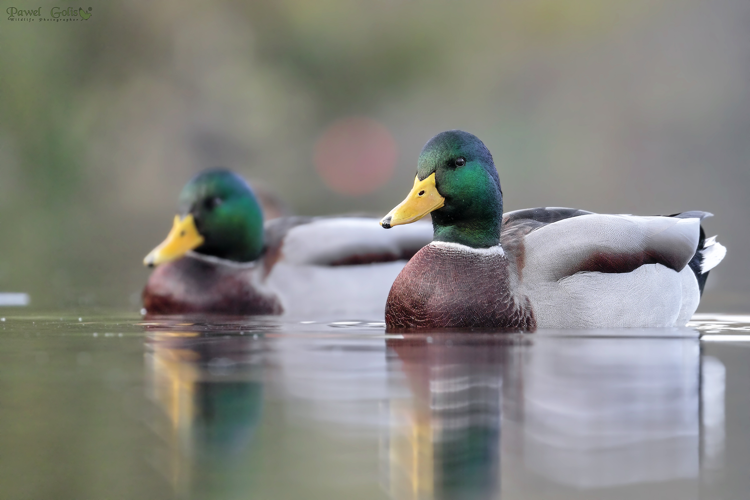 Mallards (Anas platyrhynchos)