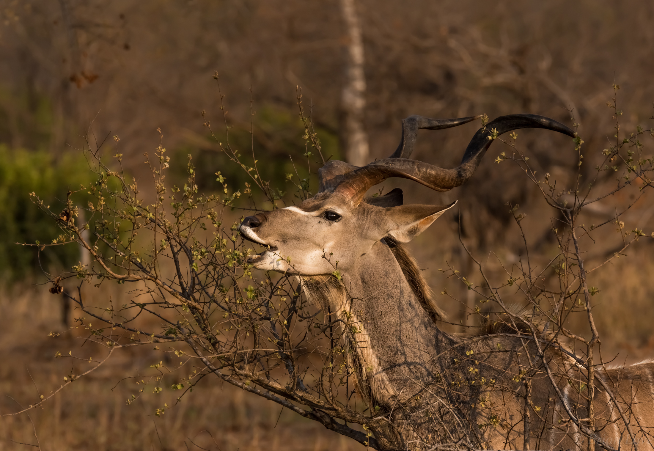 Slim Pickings in the Dry Season