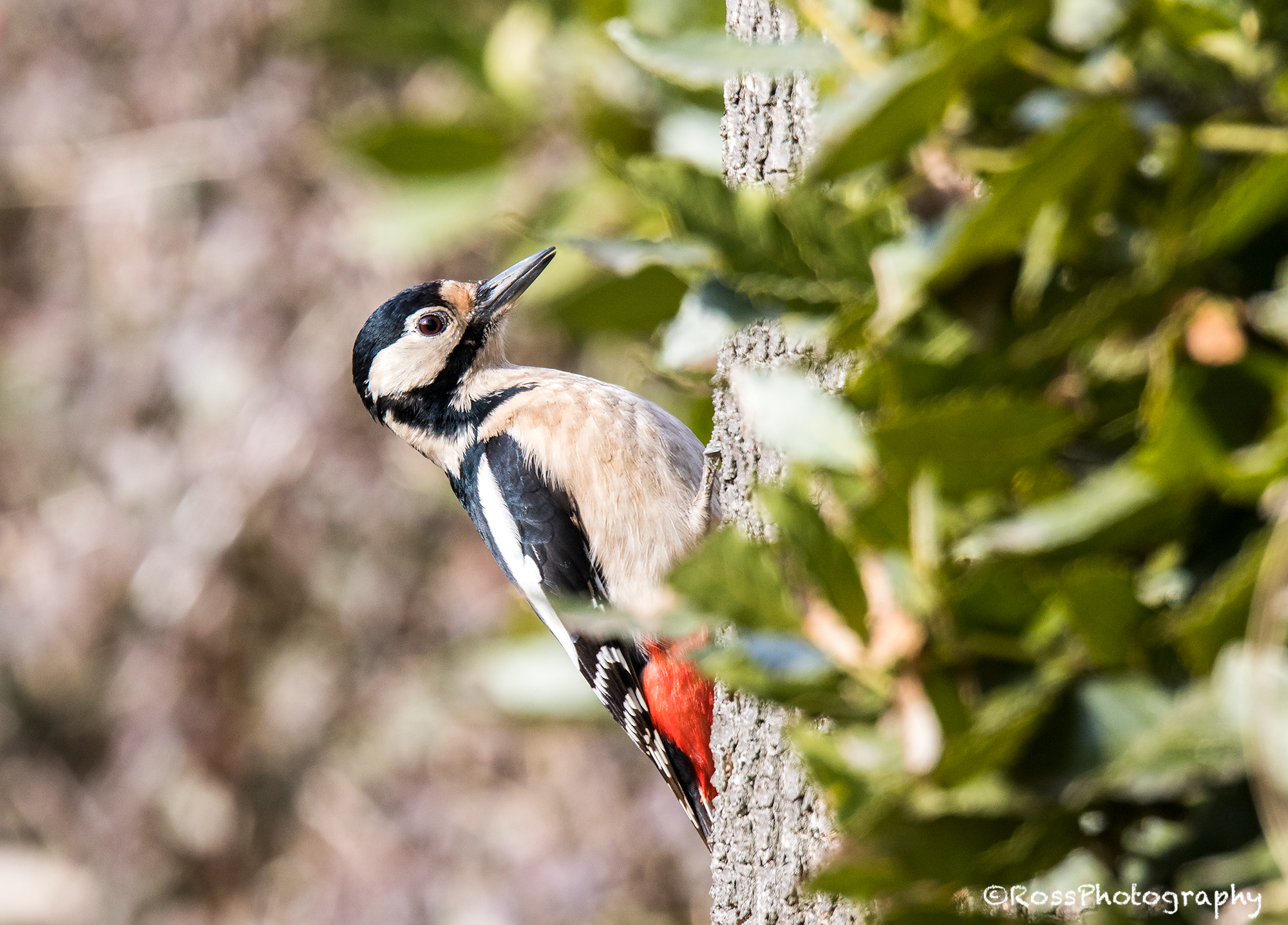 Red woodpecker