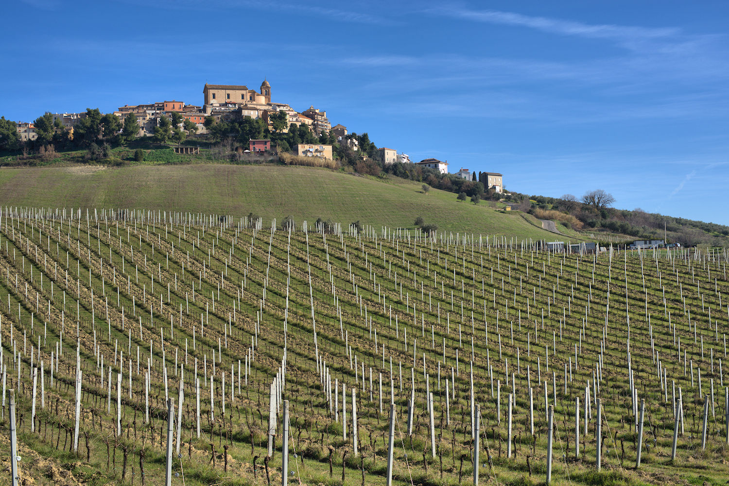 Monteprandone and its vineyards