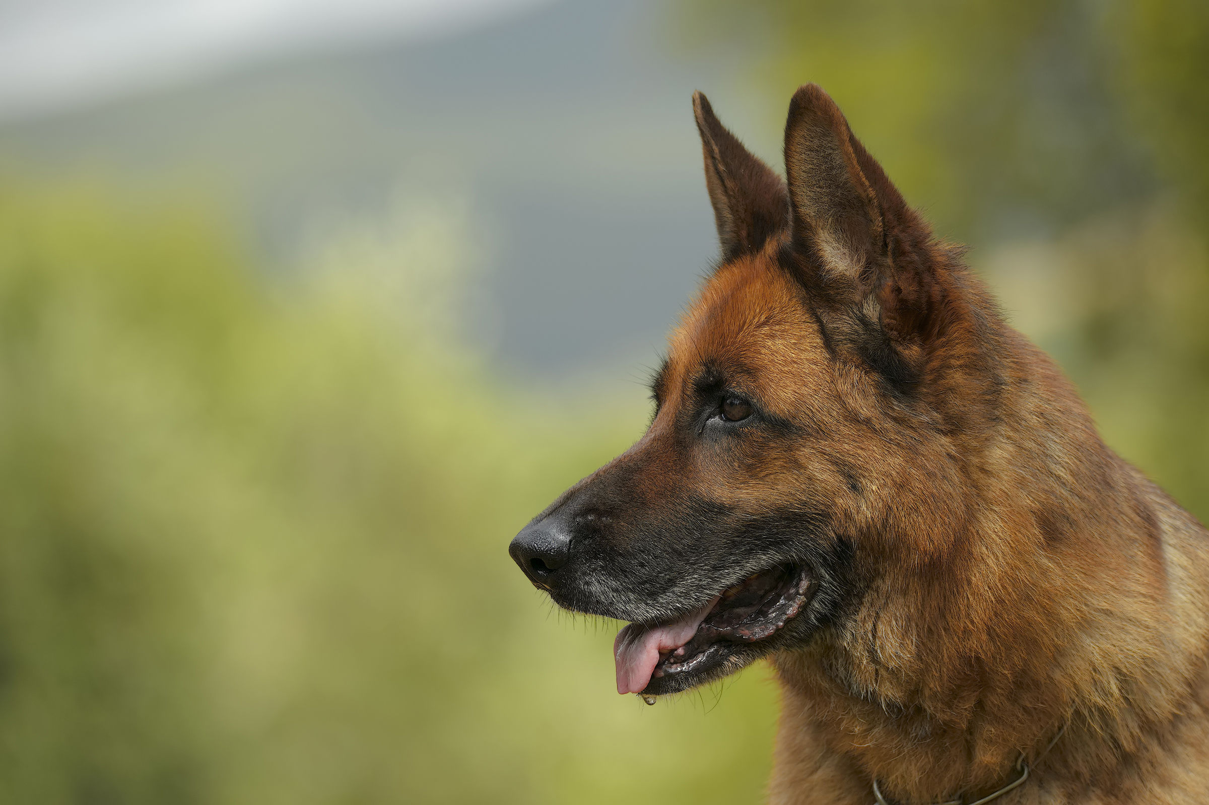 Buon 10° compleanno Fiamma