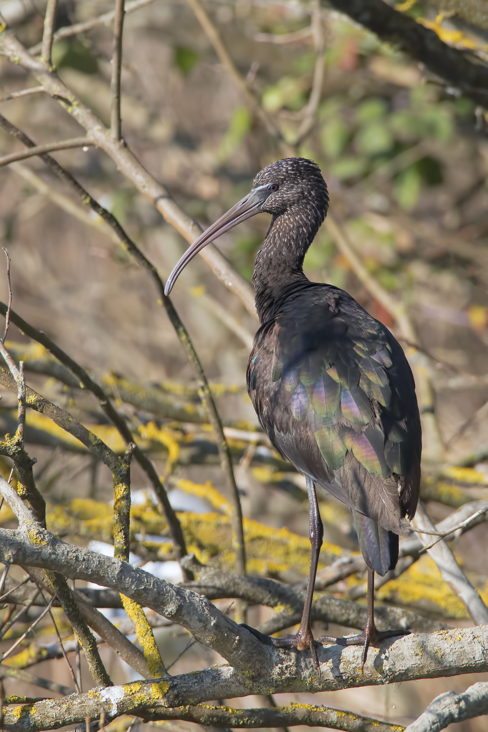 Mignattaio Ambientato