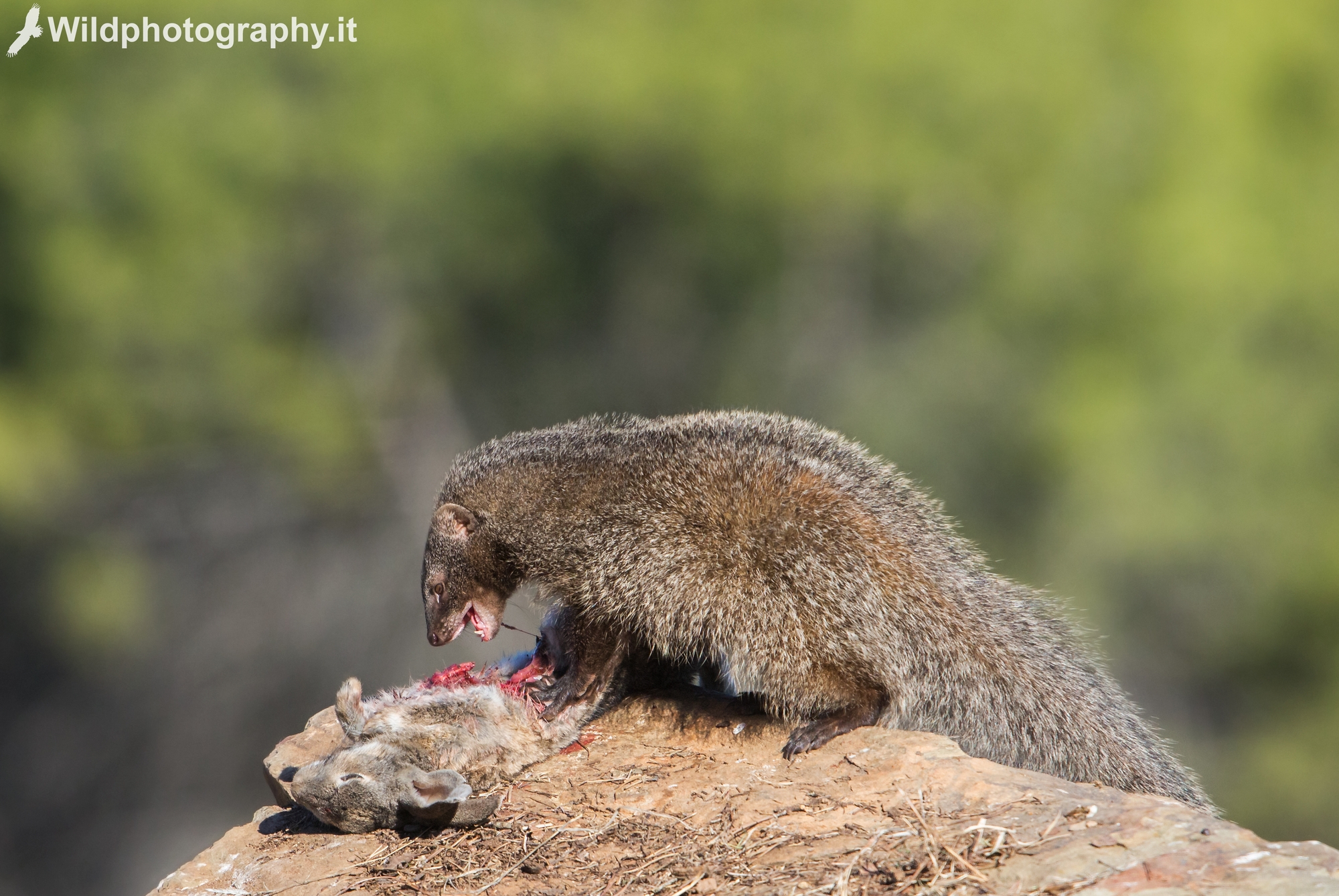 Mangusta with prey