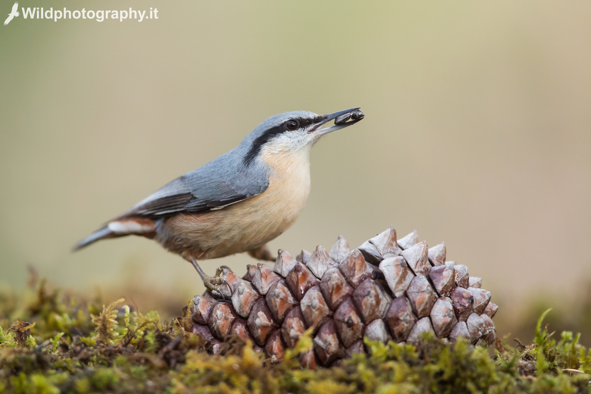 Nuthatch