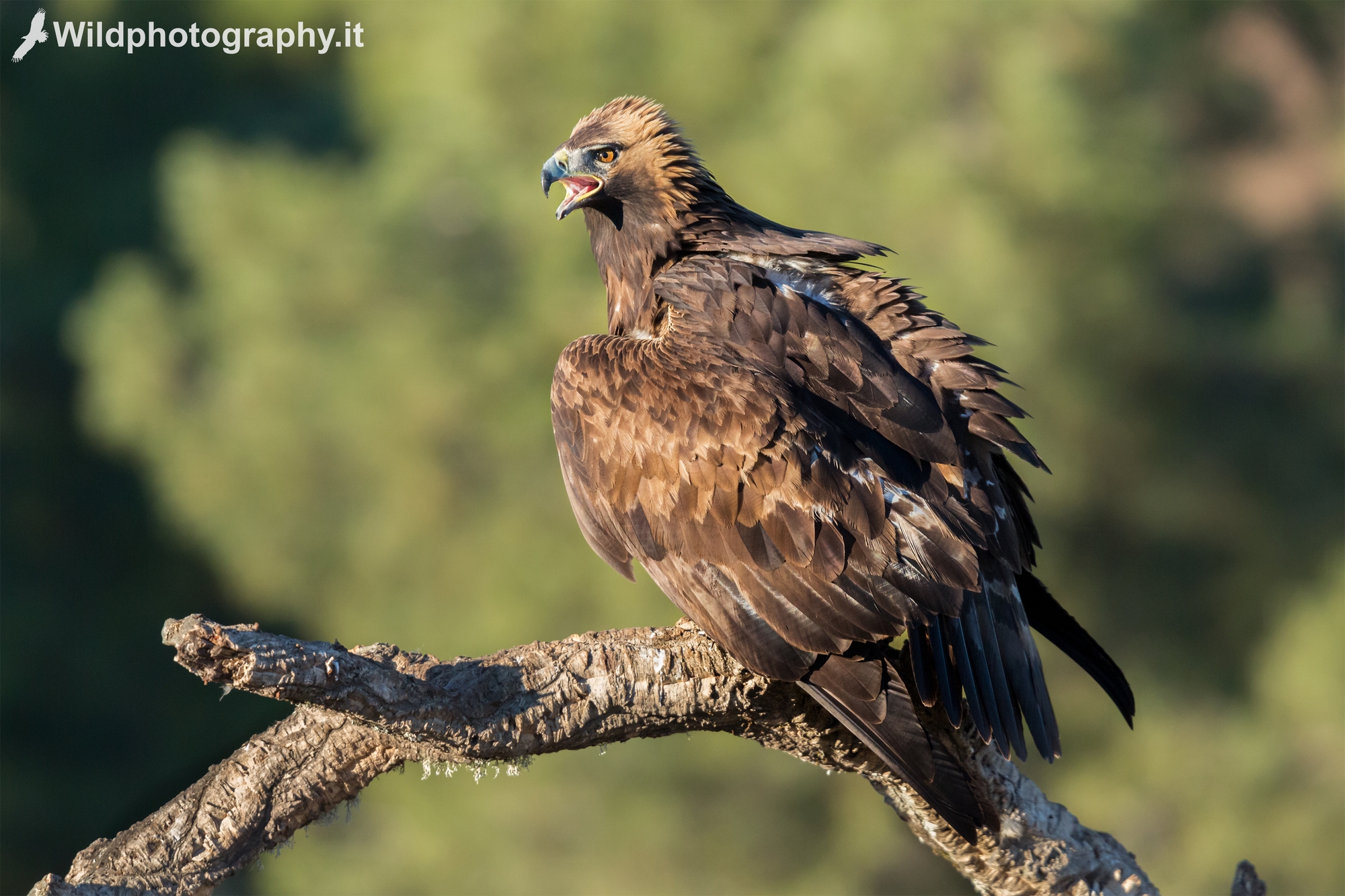 Golden Eagle in defense of the territory