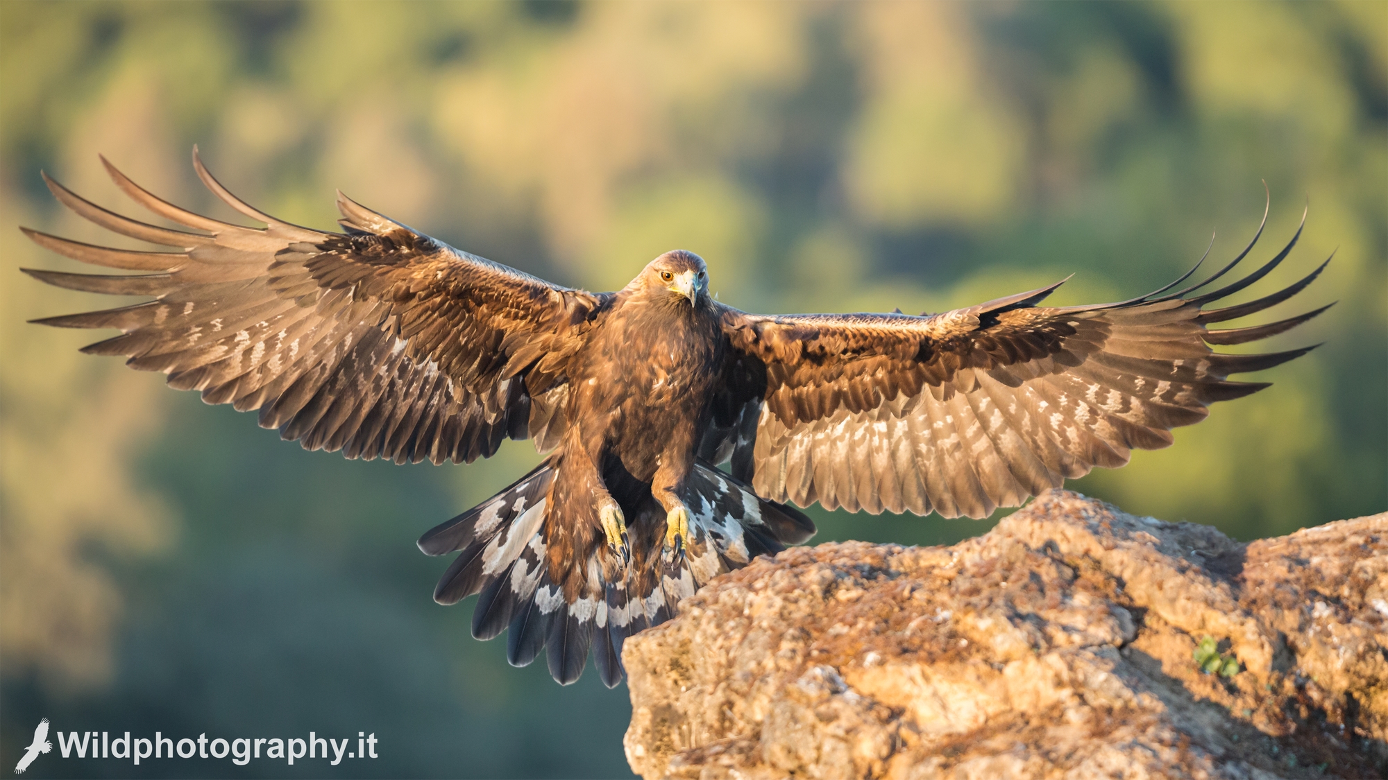 Golden eagle in flight