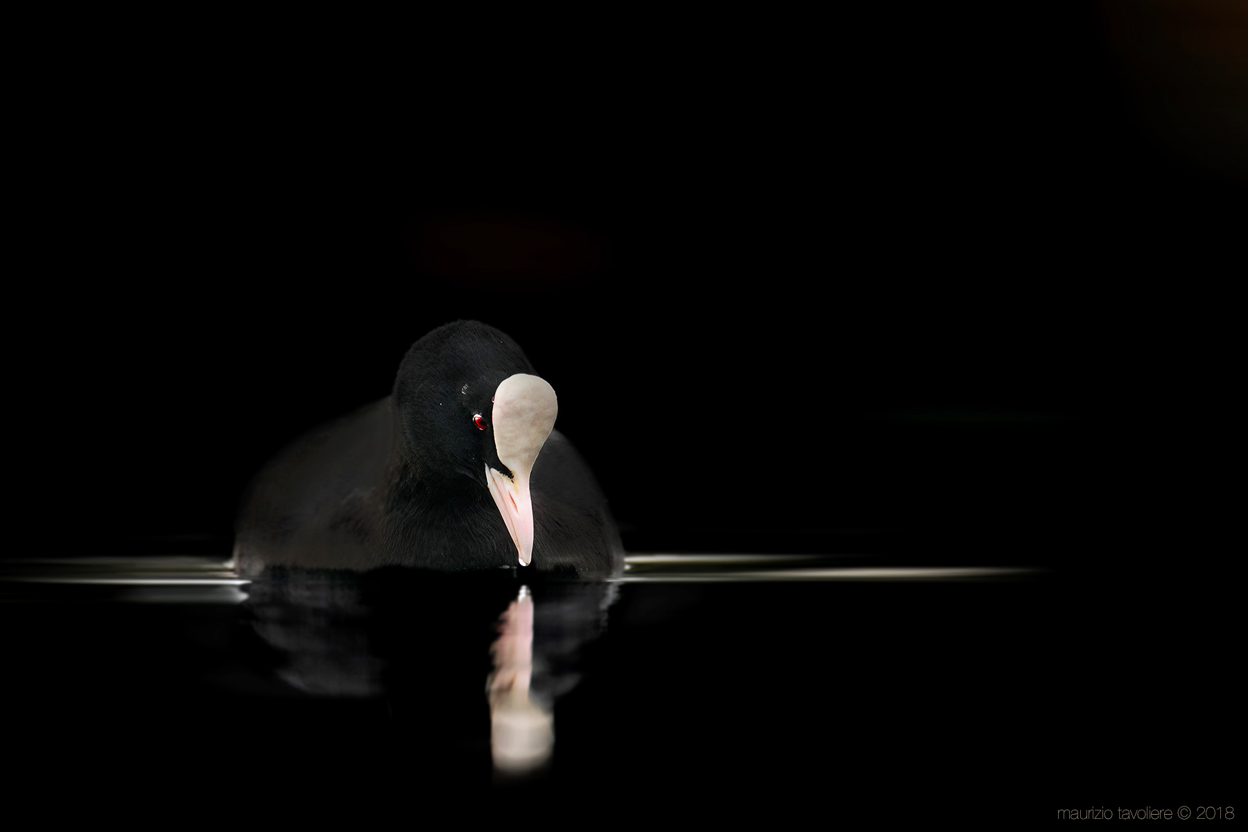 All black .. (Folaga)