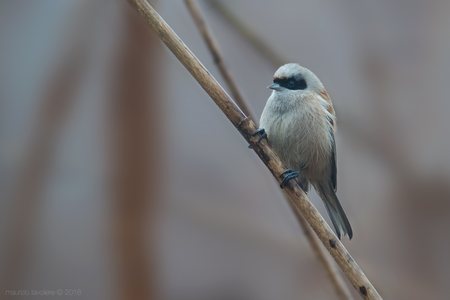 BatMan .. o Pendolino ?