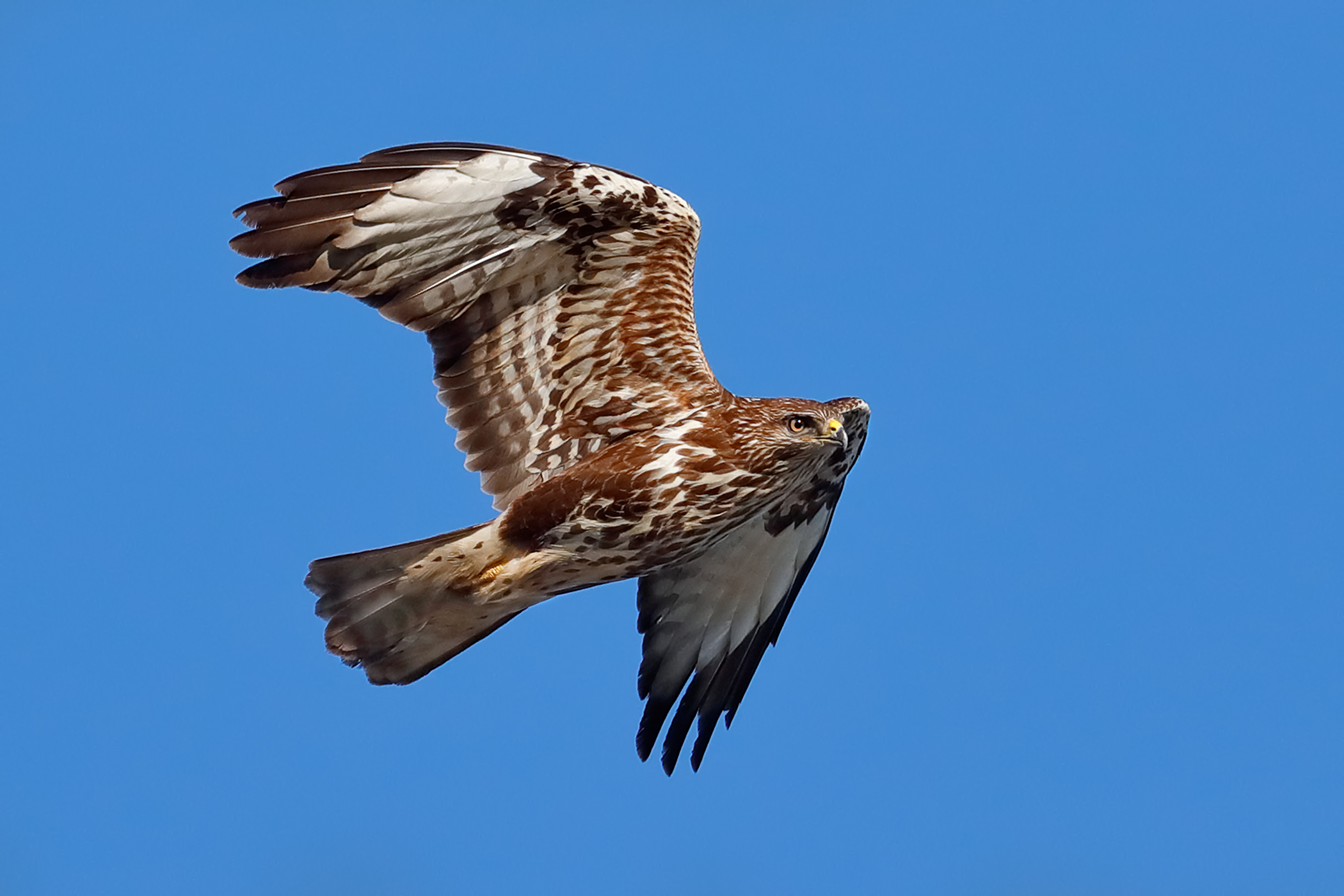 Buzzard