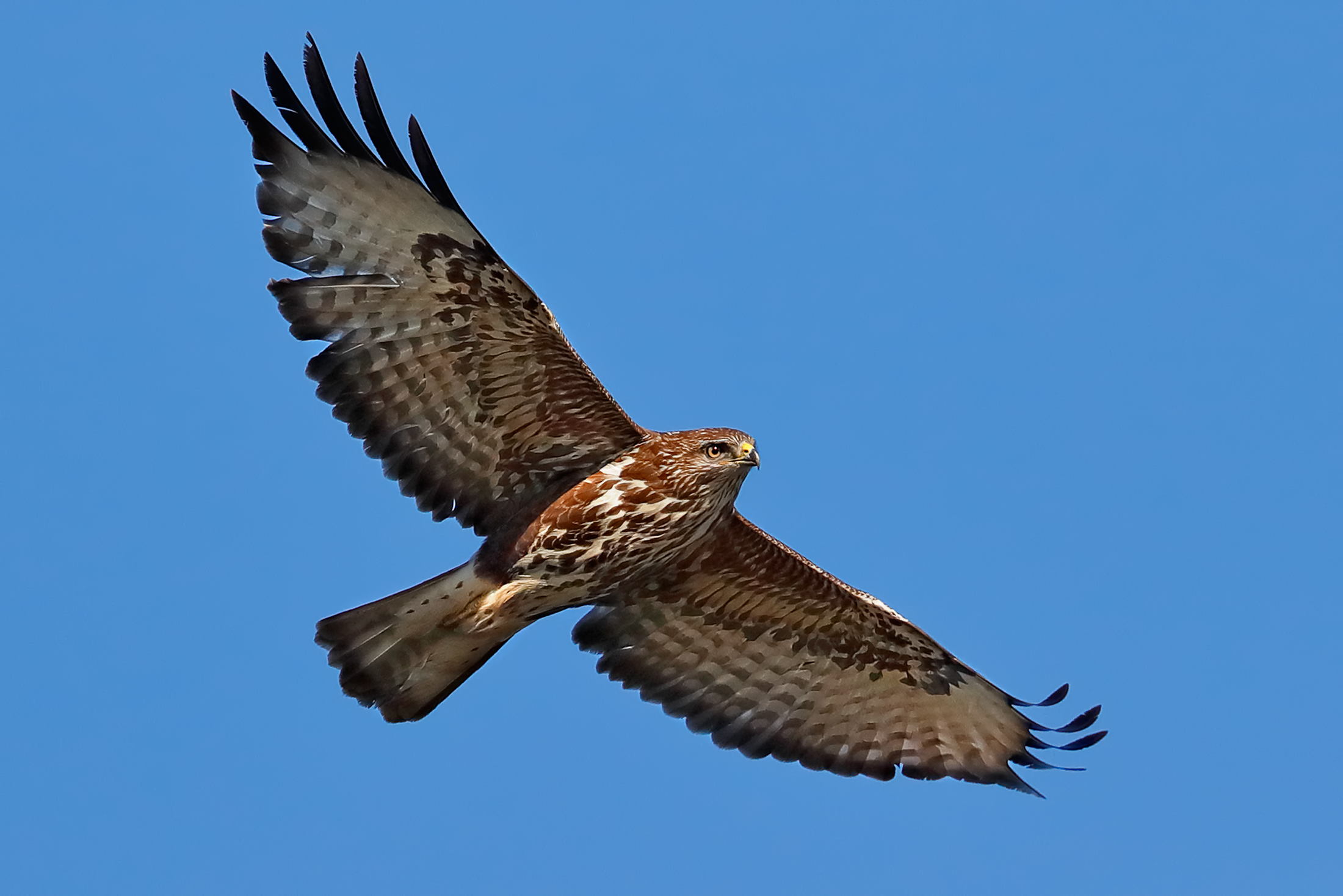 Buzzard