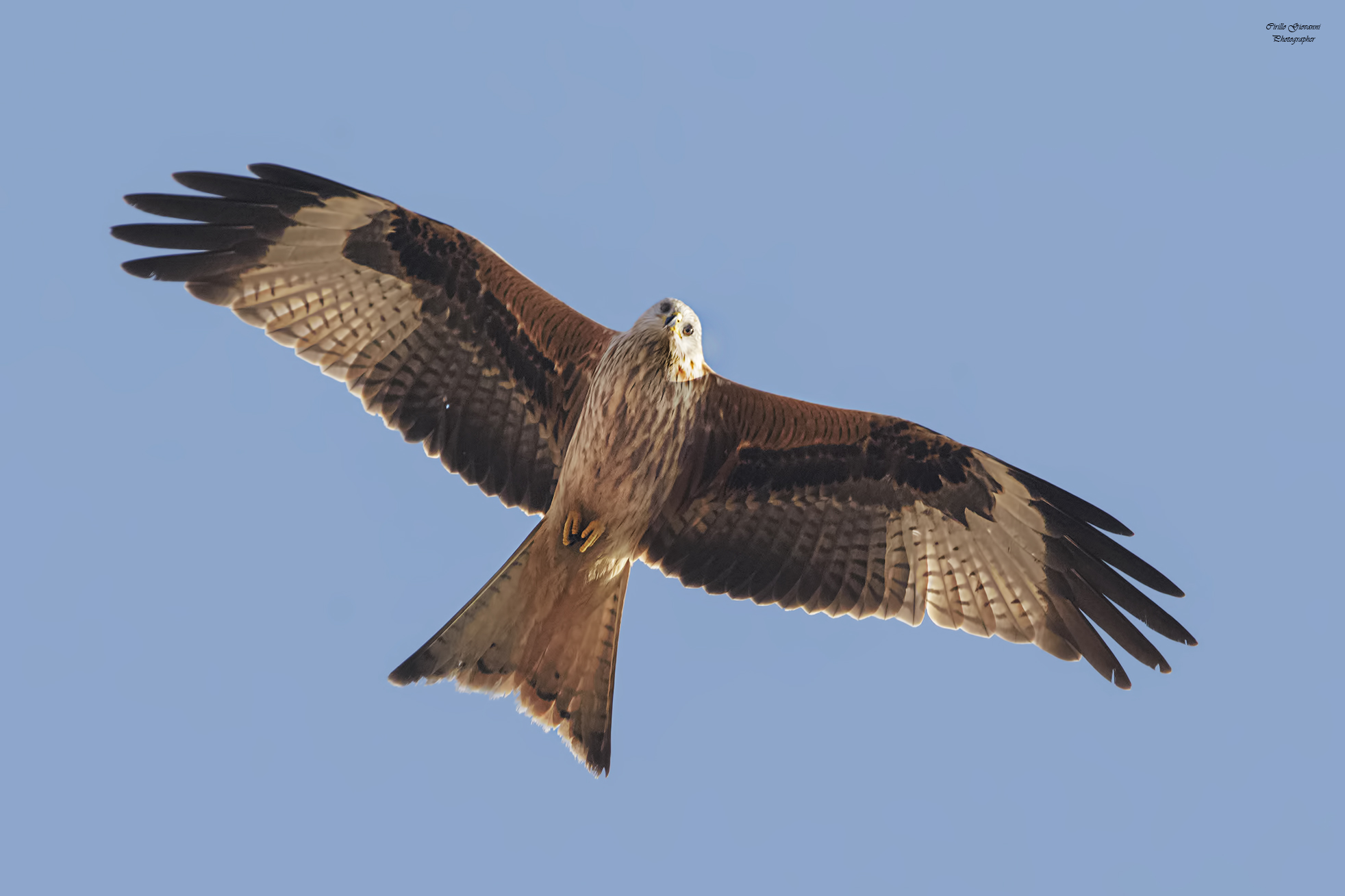 Red kite