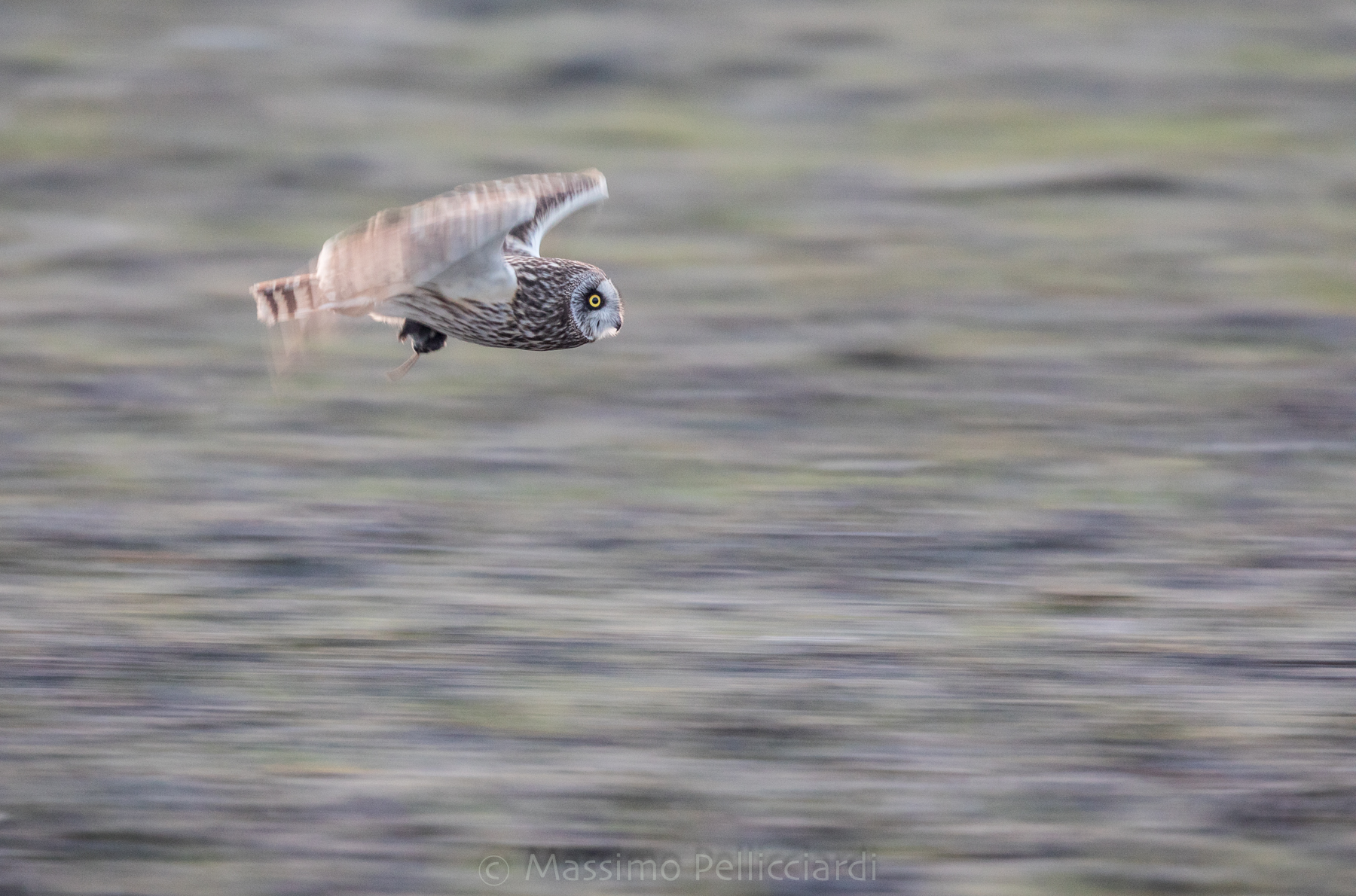Gufo di palude con roditore