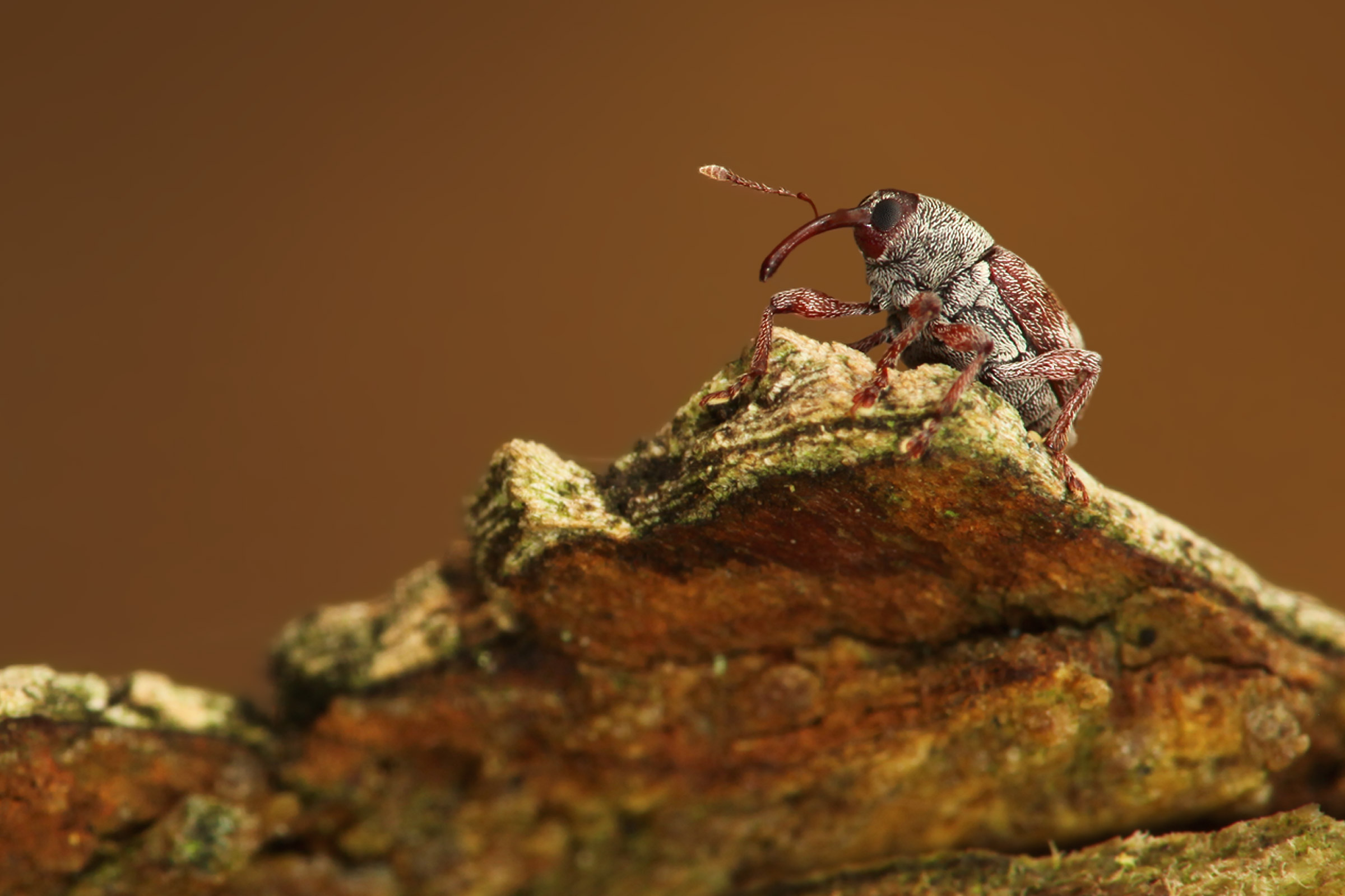 Coleoptera, Curiculio rubidus