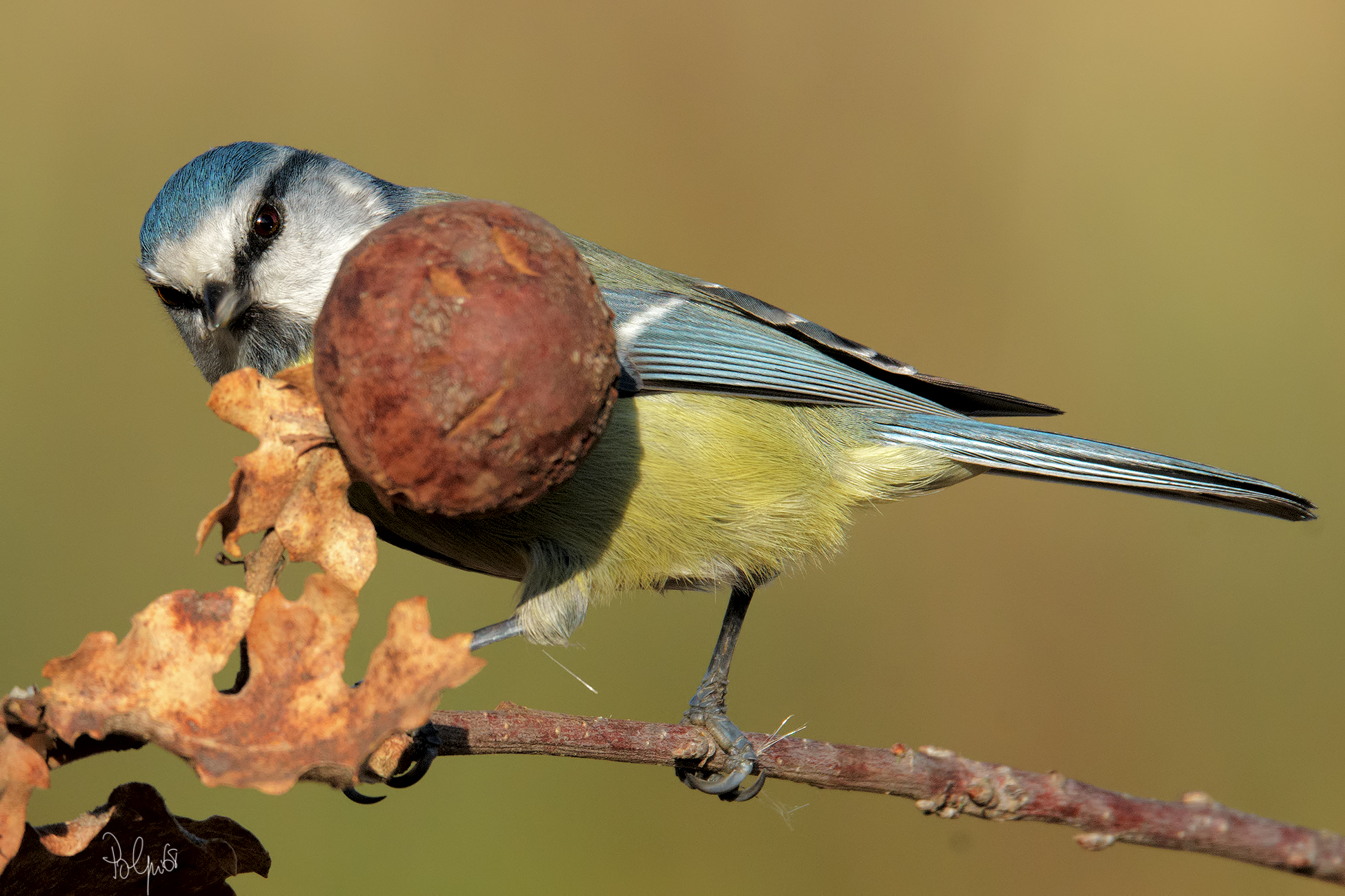 The Blue Tit makes cuckoo