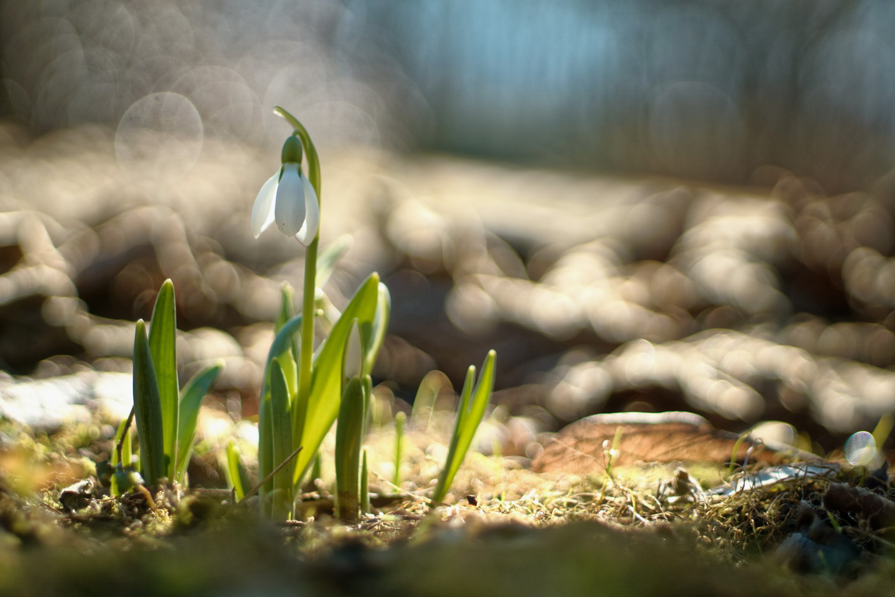 Galanthus nivalis