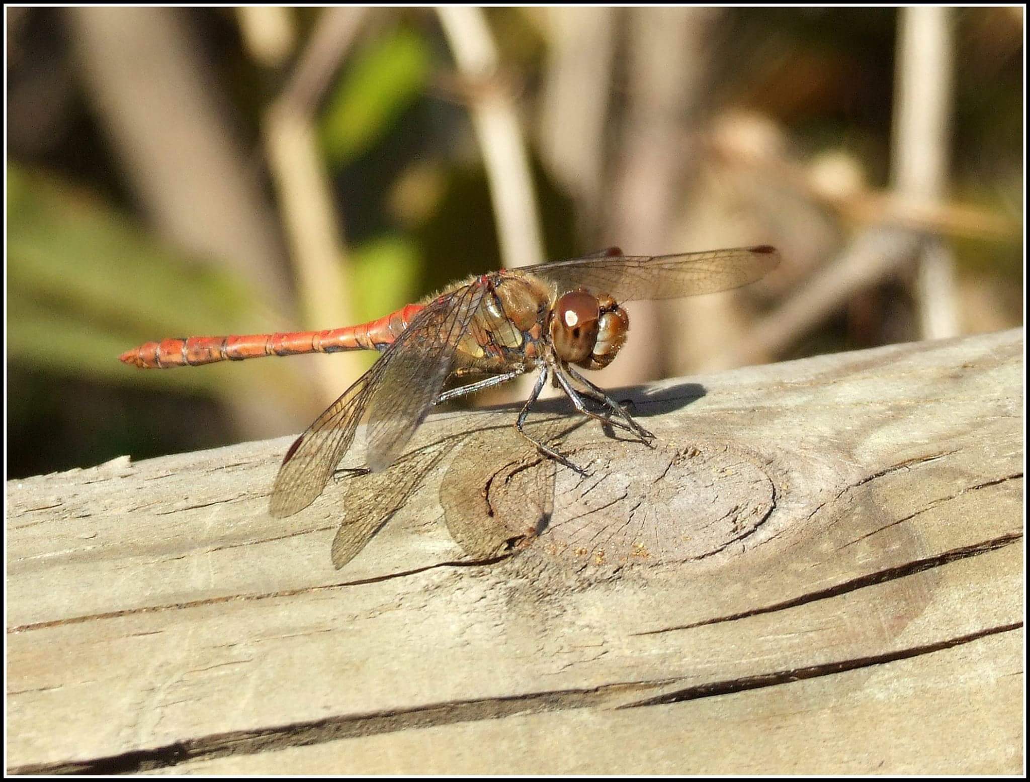 "Sympetrum striolatum" male?