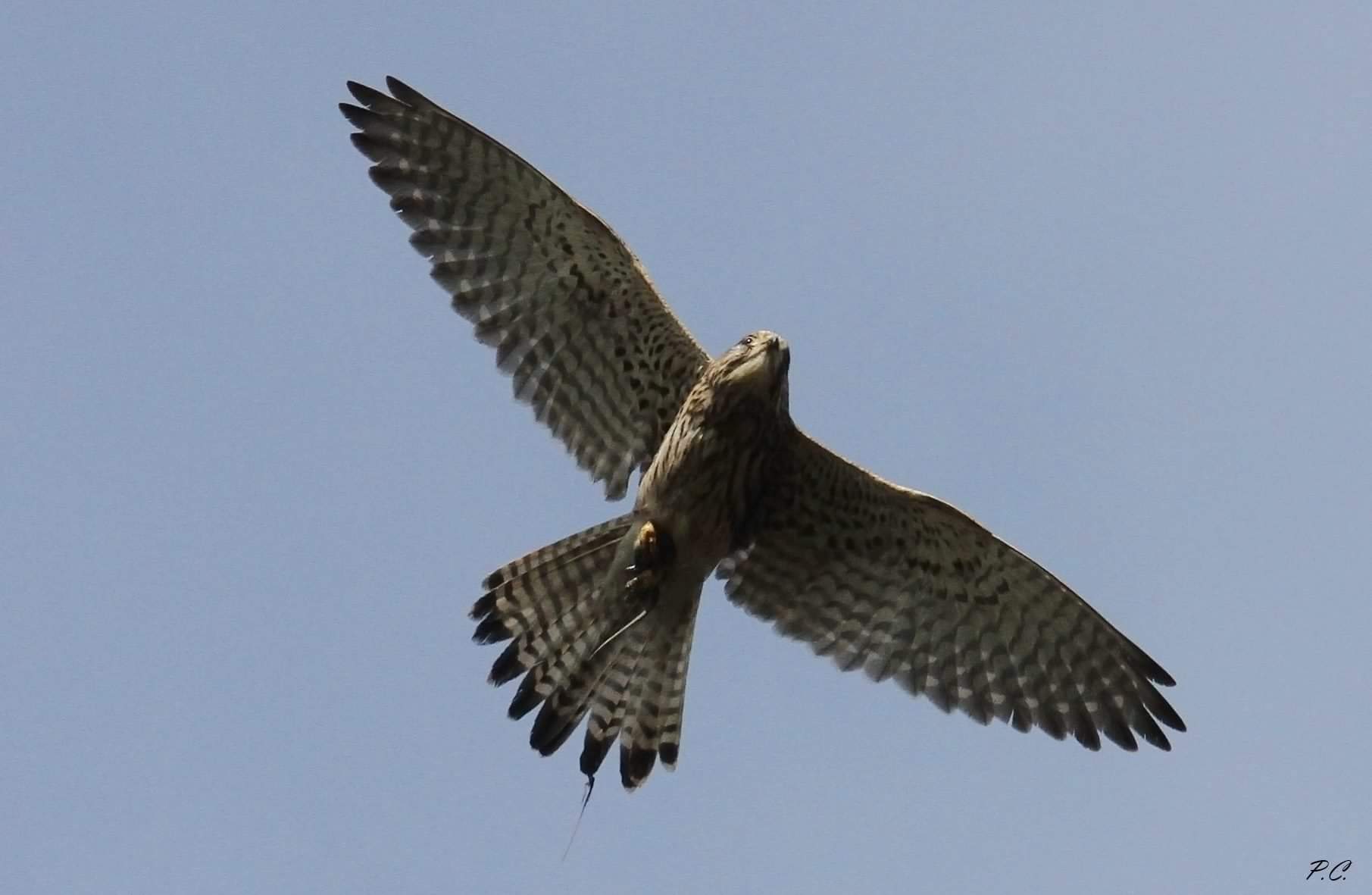 Kestrel with mouse