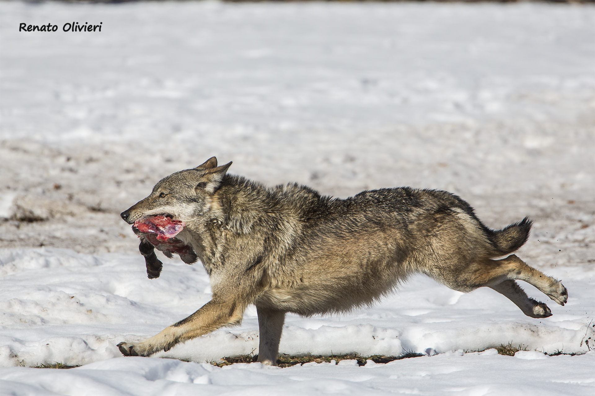 Lupo in corsa con preda
