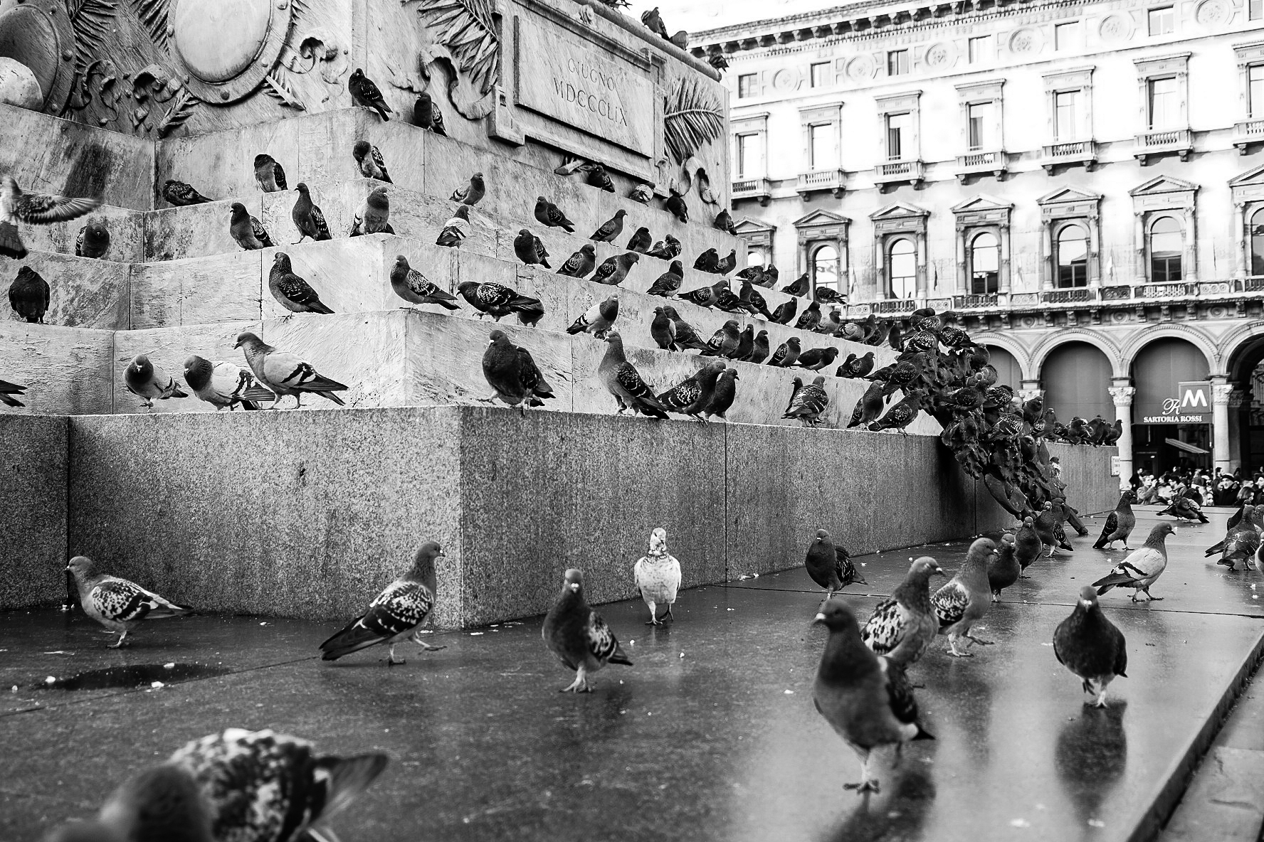 pigeons in the square ...