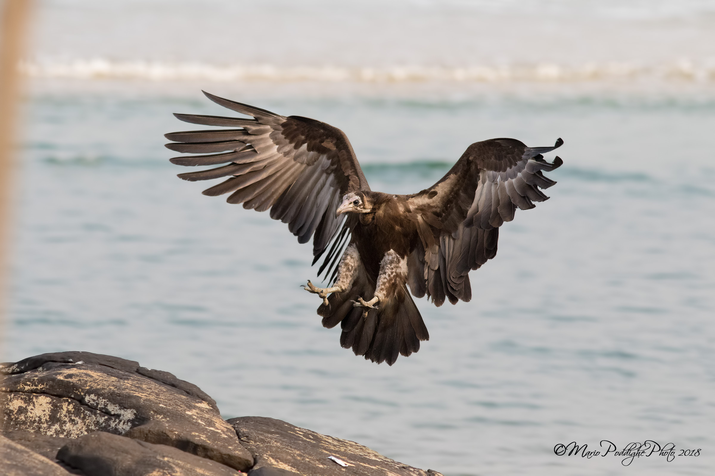 Titovaccaio Pileato (Necrosyrtes monachus Temminck, 182