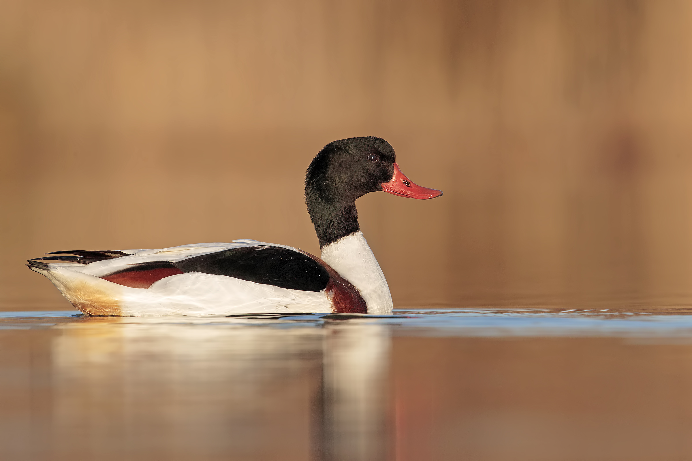 shelduck