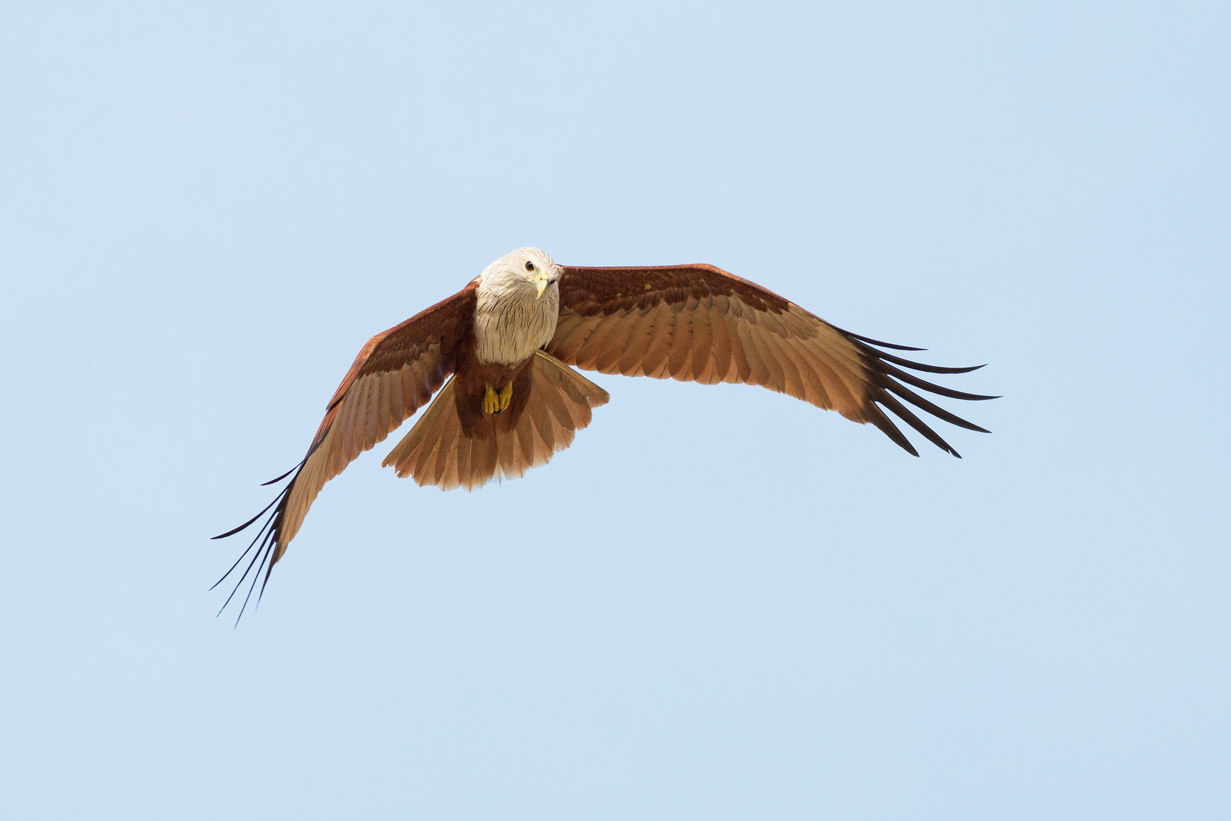 Brahminy kite