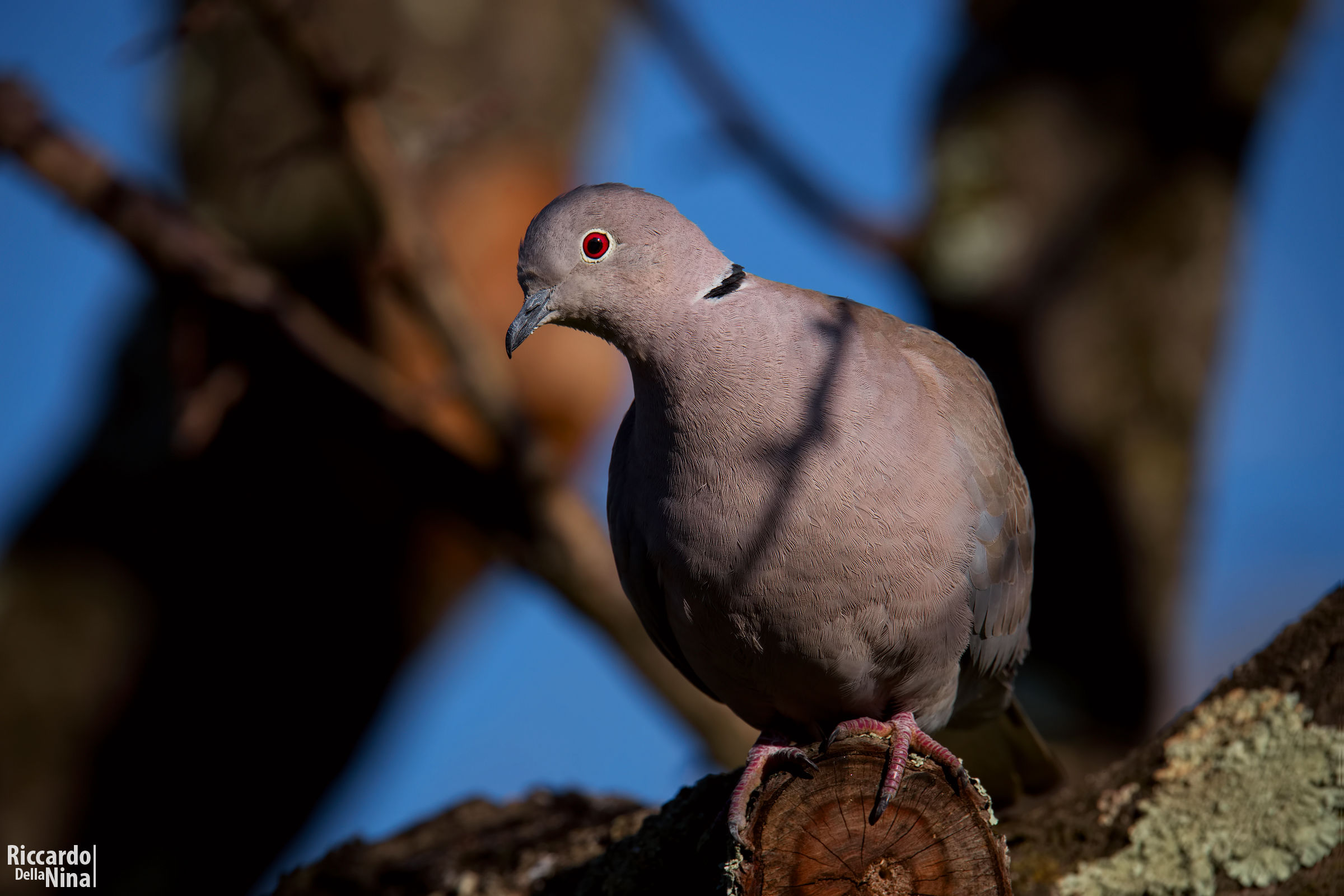 collared dove