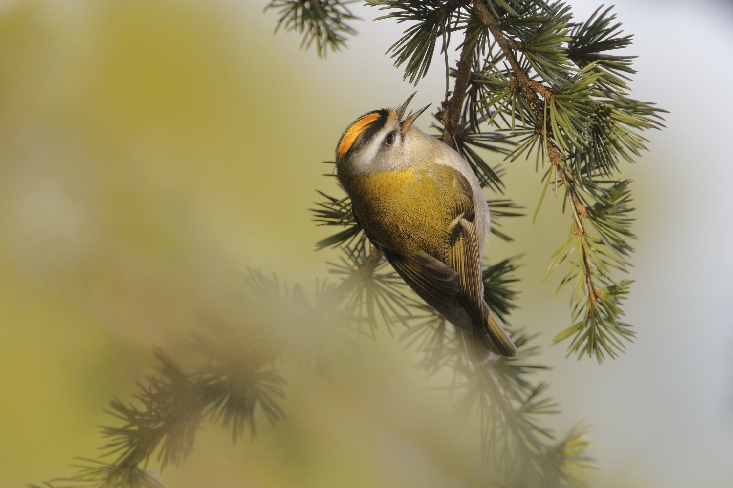 Firecrest