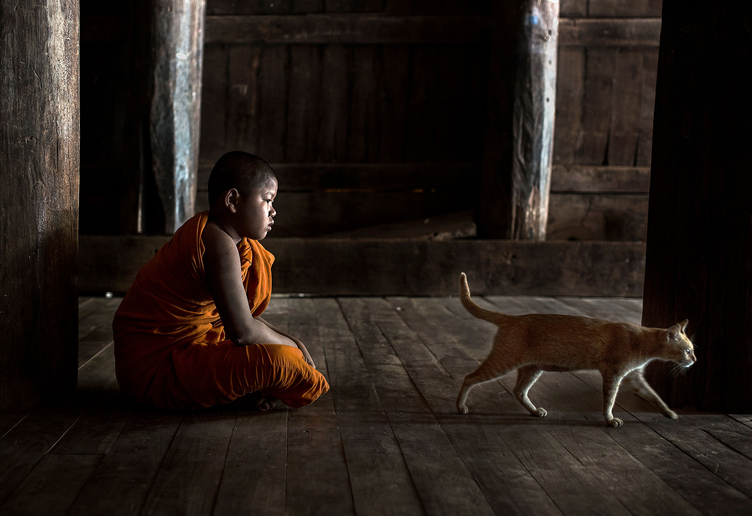 The monk and his cat