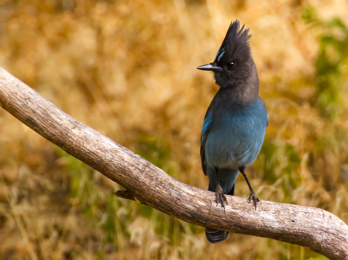 Ghiandaia Di Steller