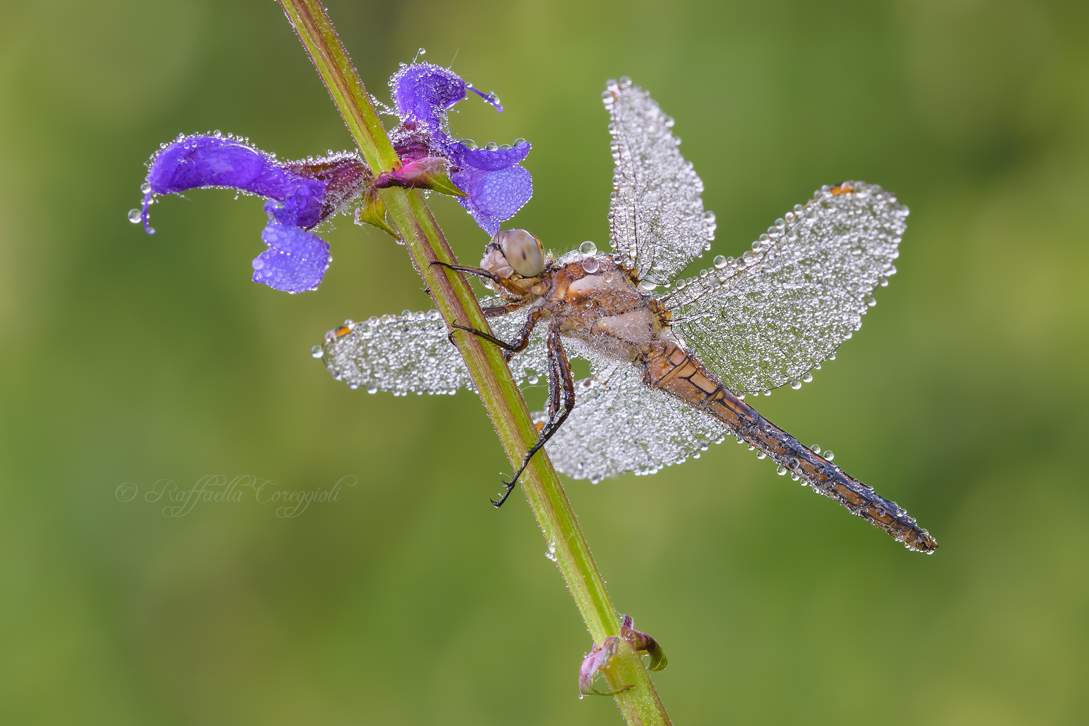 Orthetrum brunneum