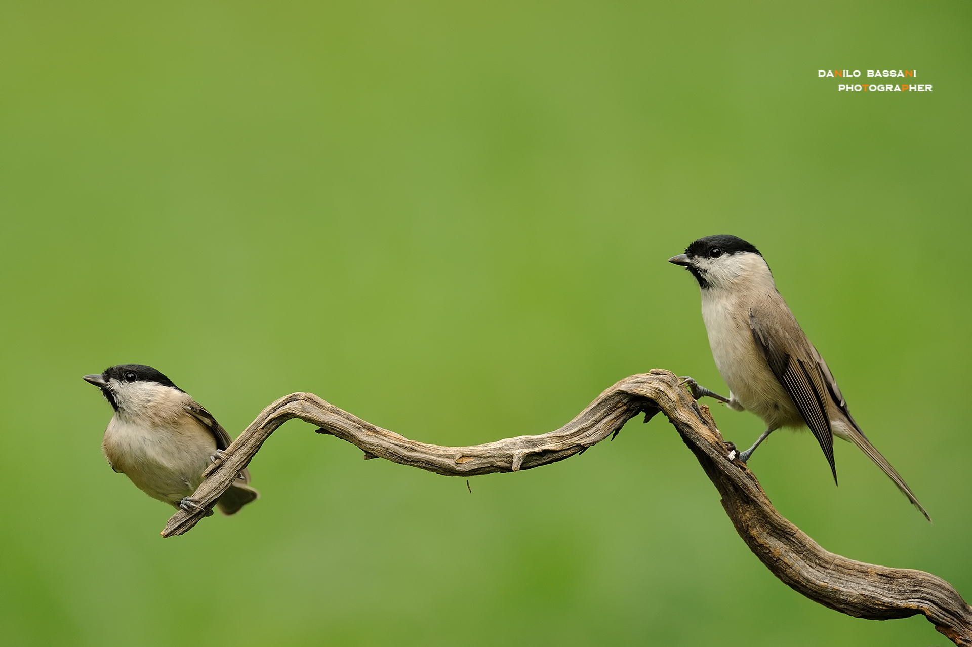Un ...Posatoio per 2