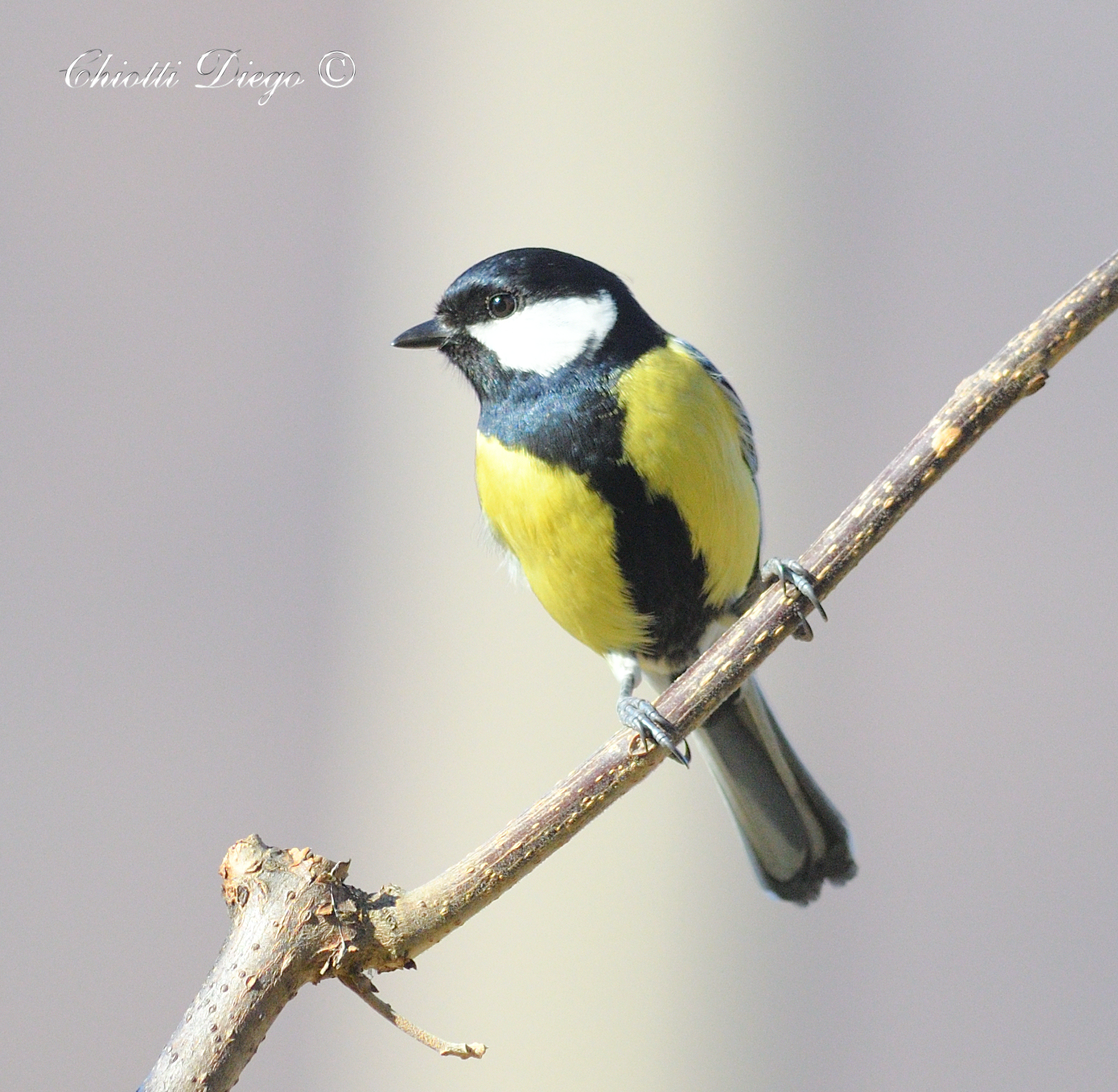 Great Tit