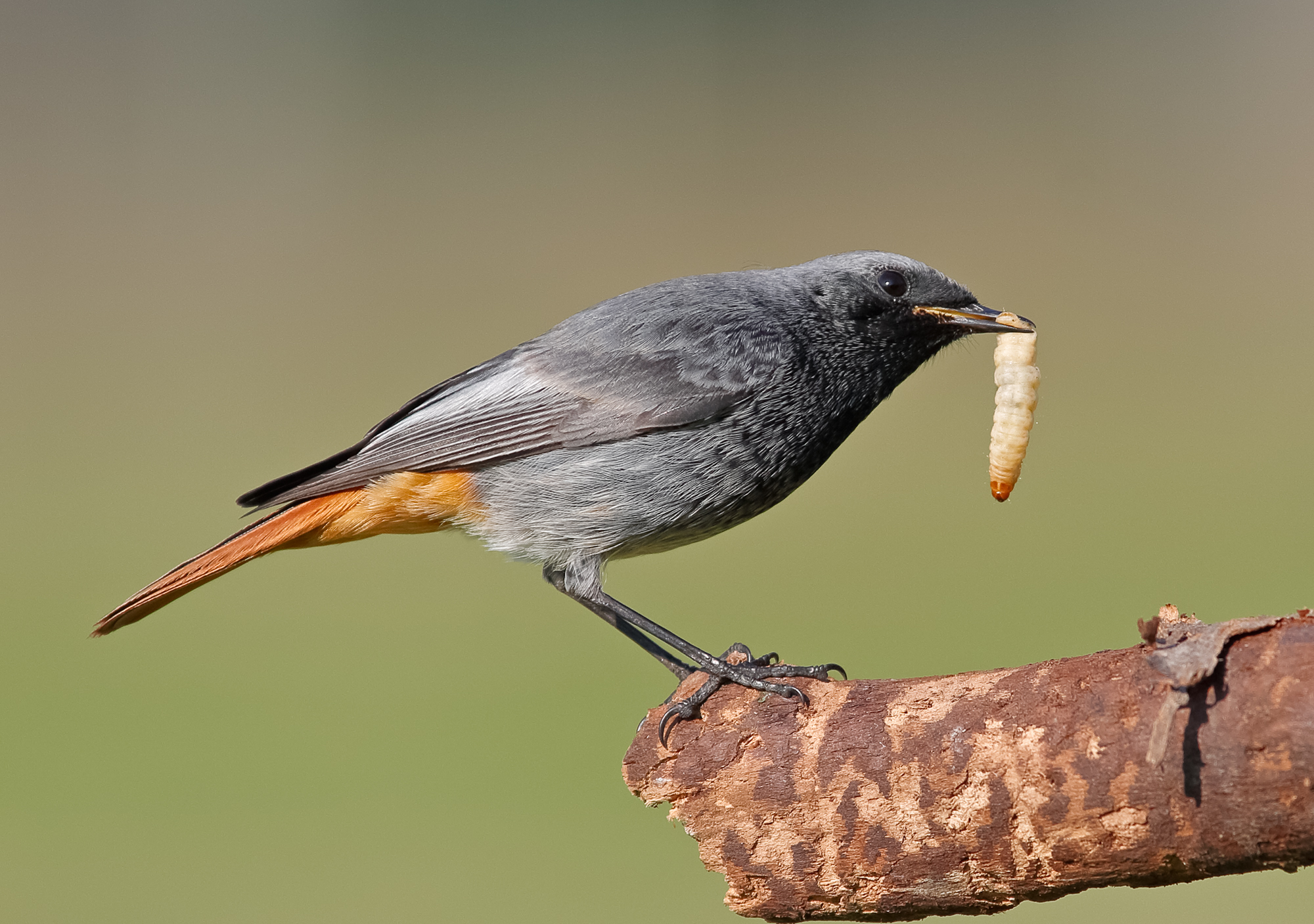 codirosso spazzacamino