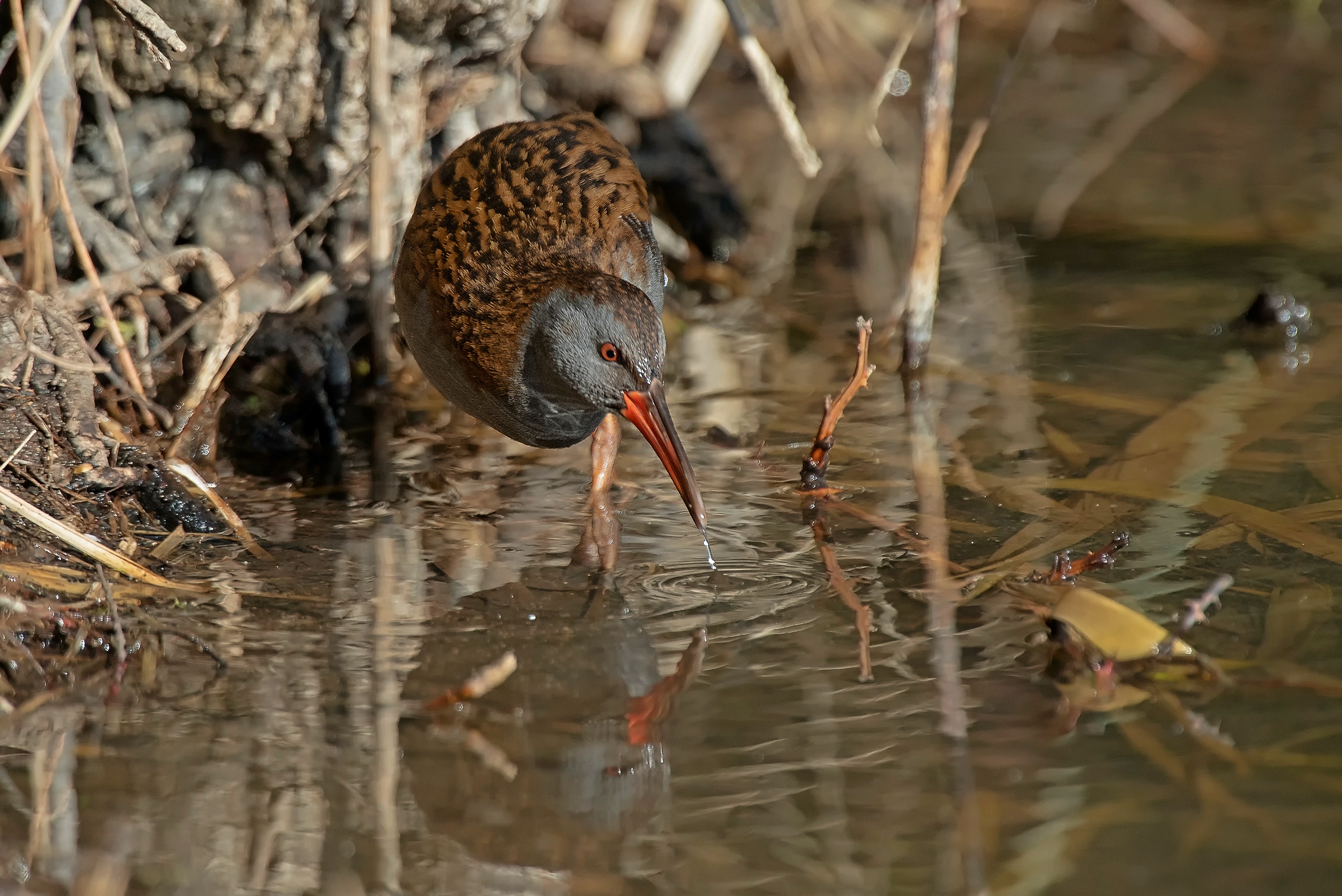 Porciglione in pastura