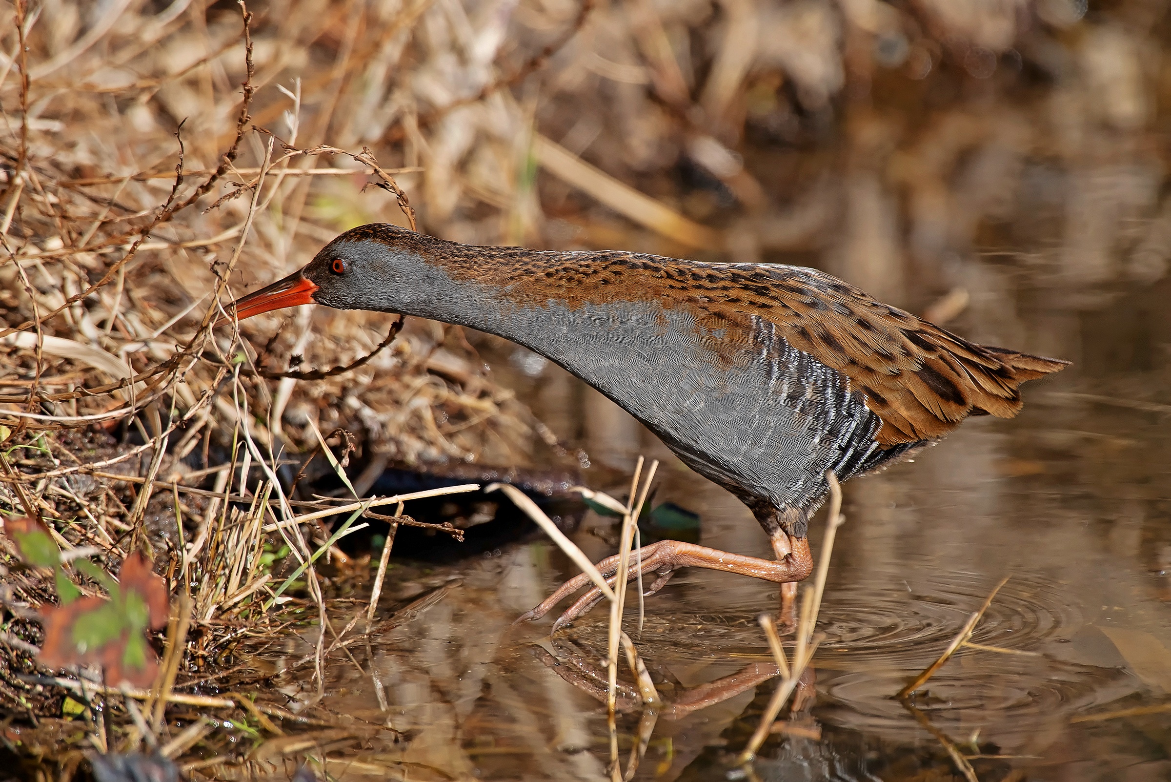 Porciglione in caccia