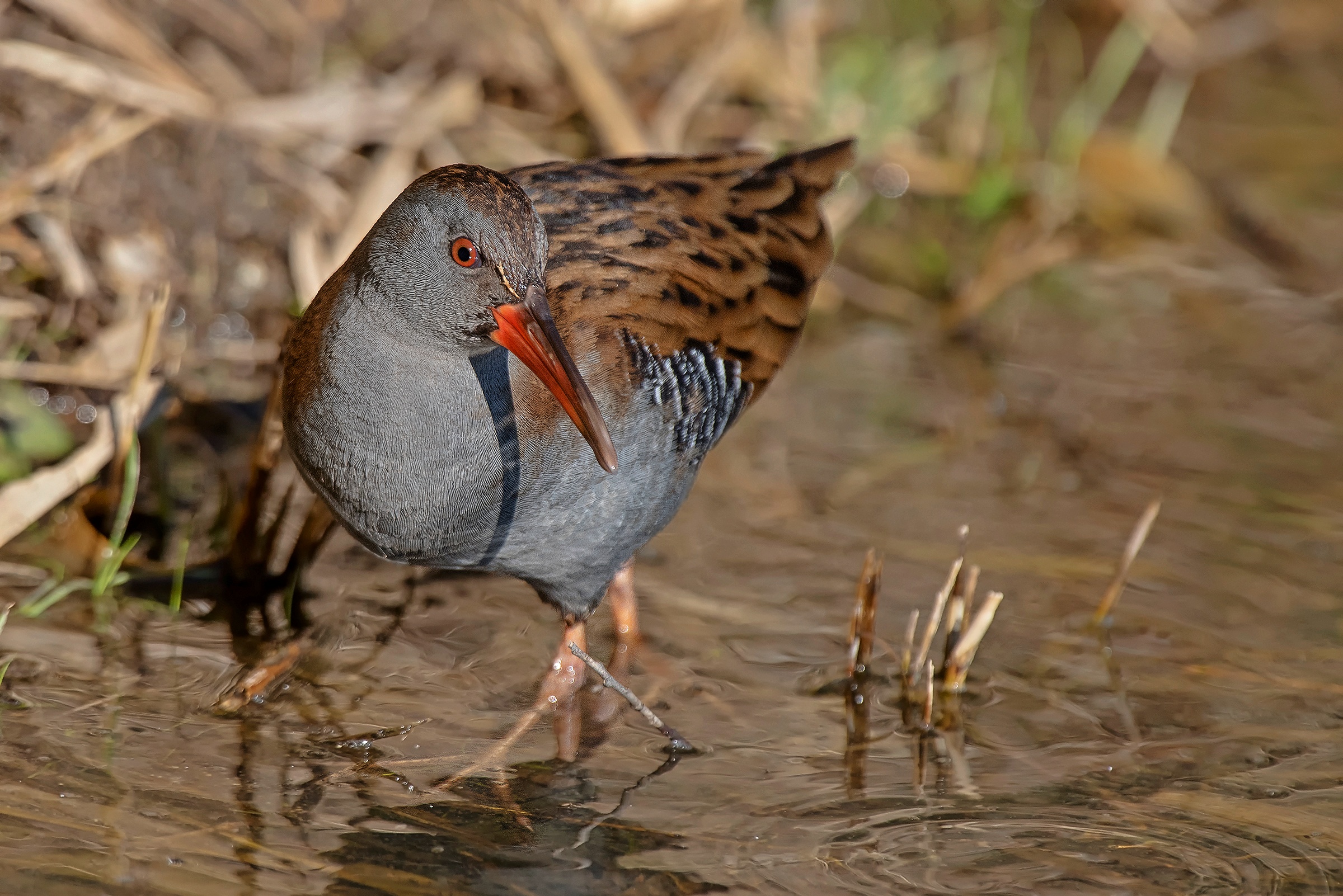 Porciglione da vicino