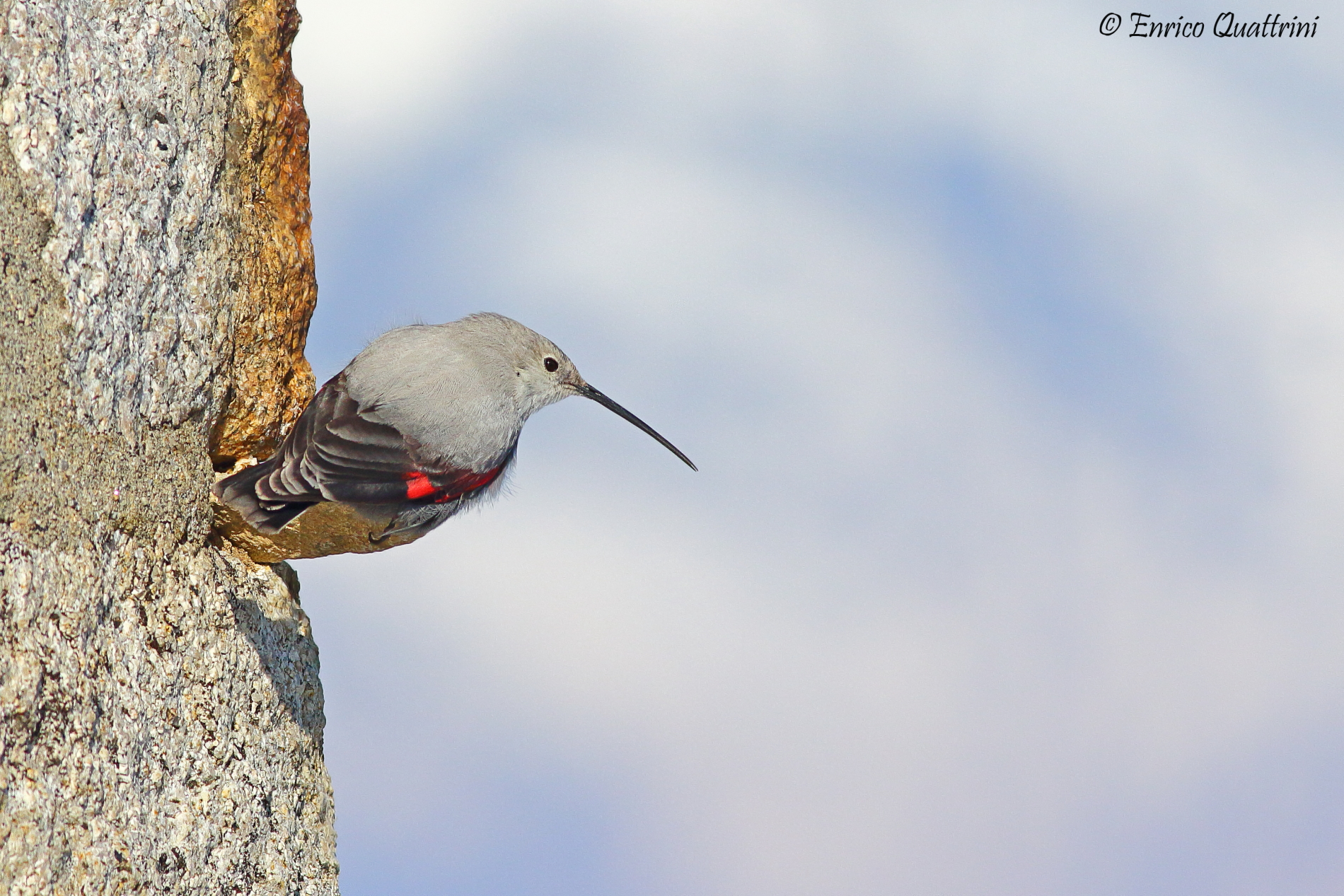 Wallcreeper